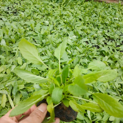 青州市 地被鼠尾草