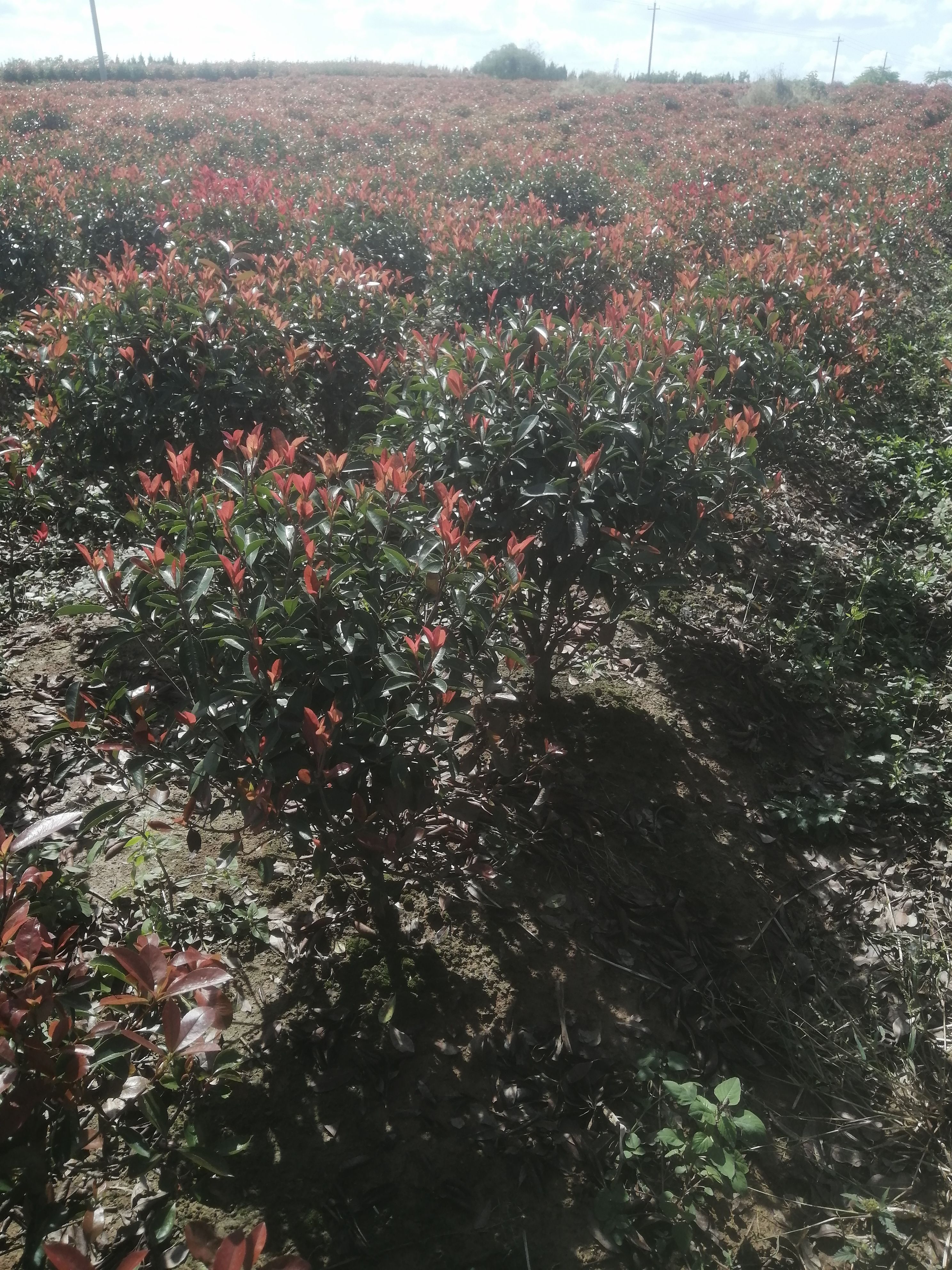 红叶石楠裸根苗，全国发货 ，红叶石楠杯苗，红叶石楠毛球