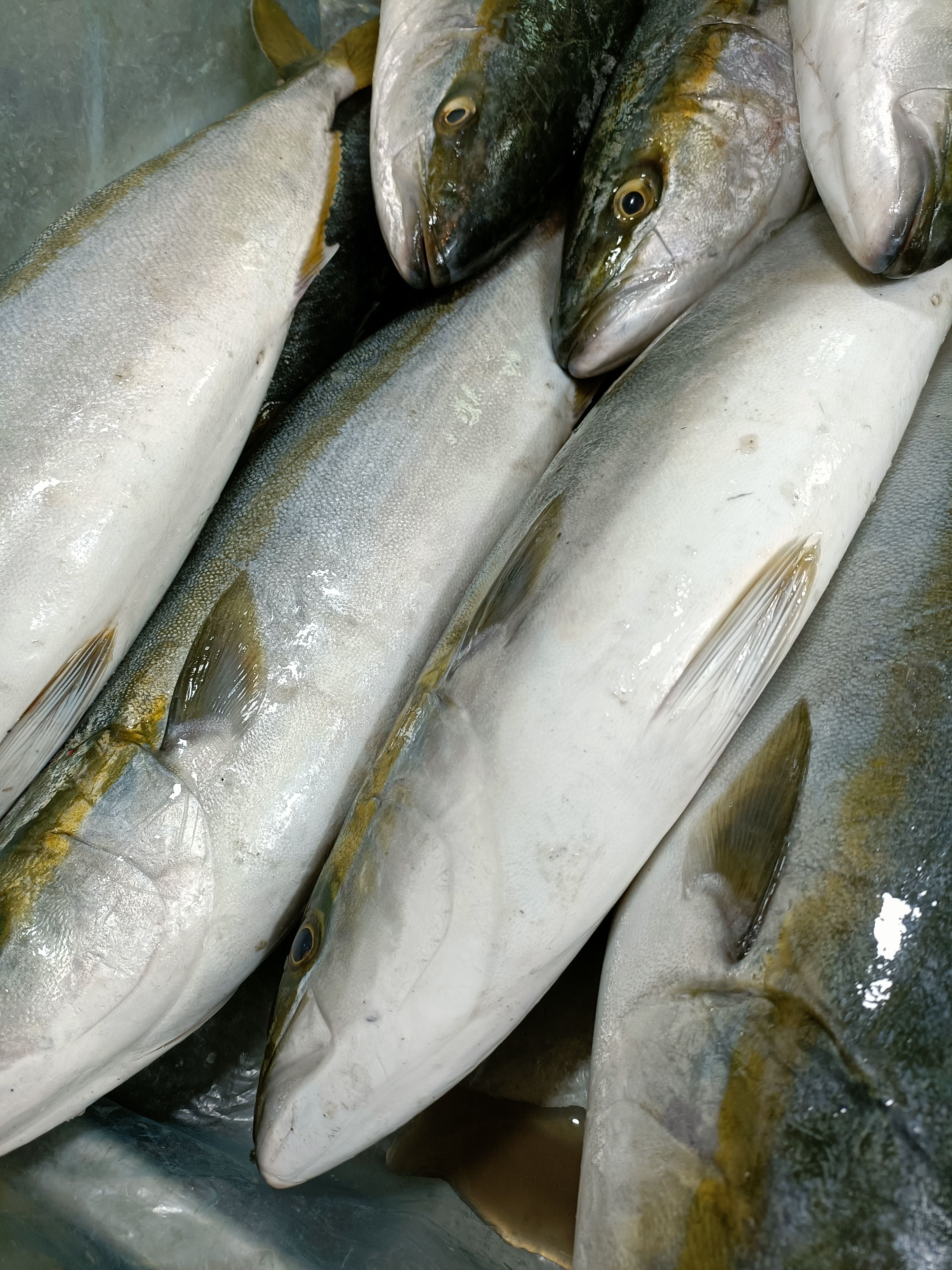  深海新鲜大黄金鲅鱼黄鰤鱼青甘鱼