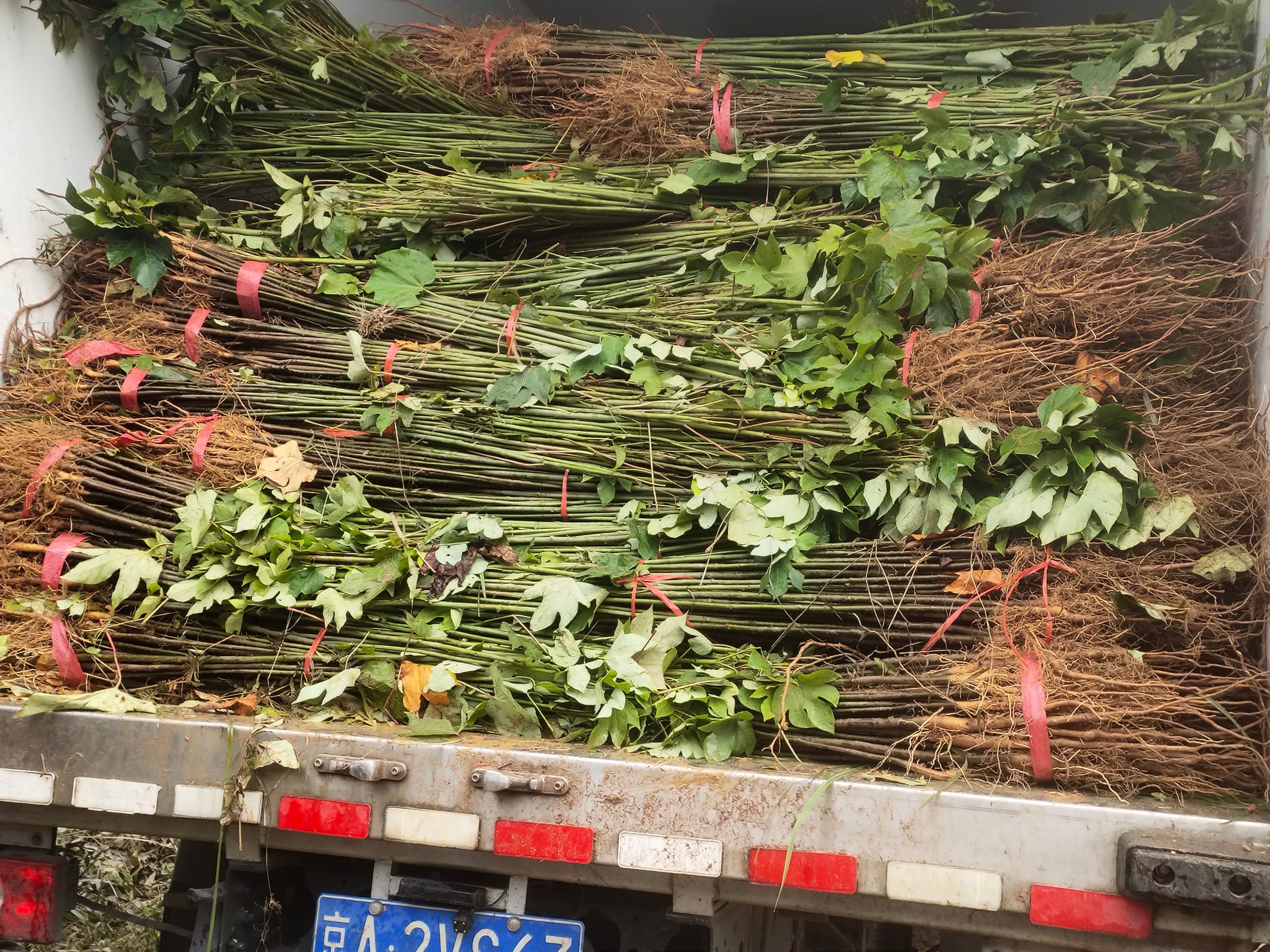 油桐苗  发去重庆忠县的油桐树苗千年桐