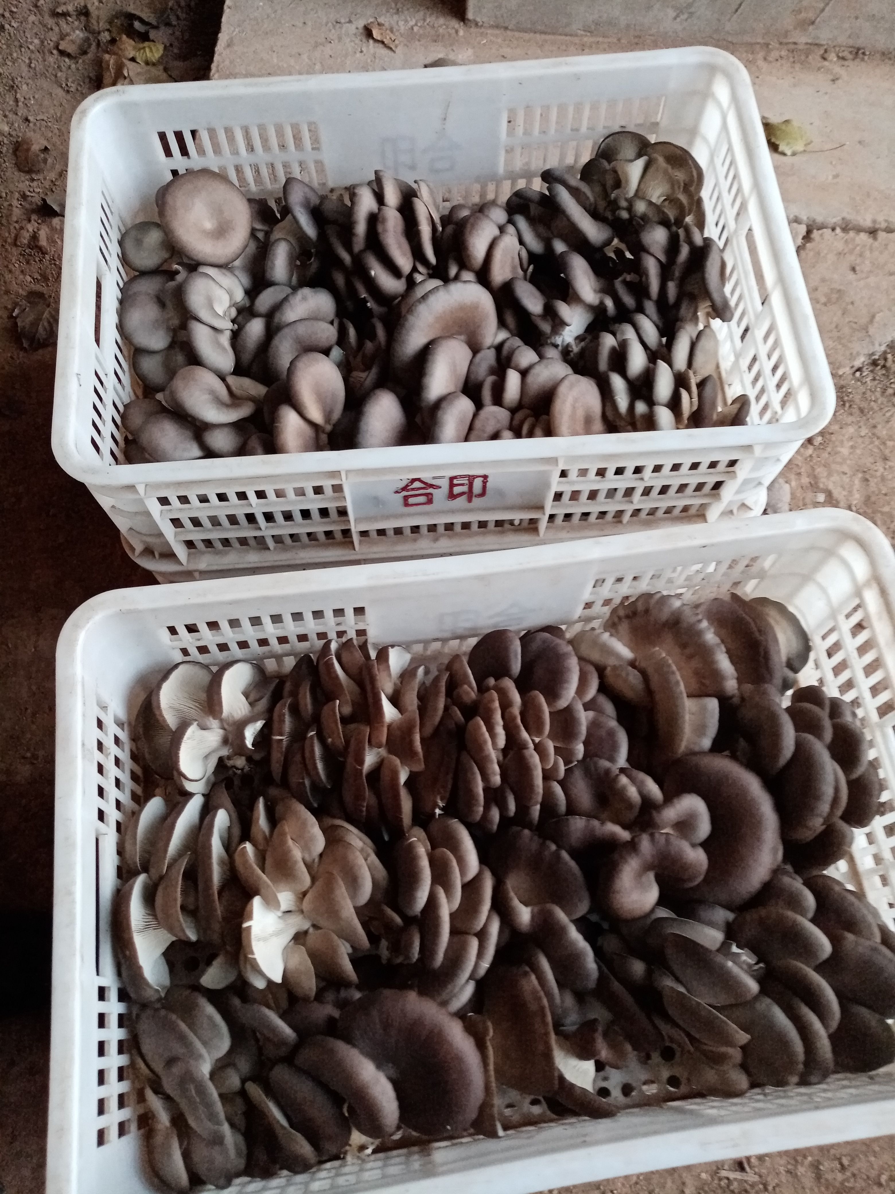 杏鲍菇菇脚 