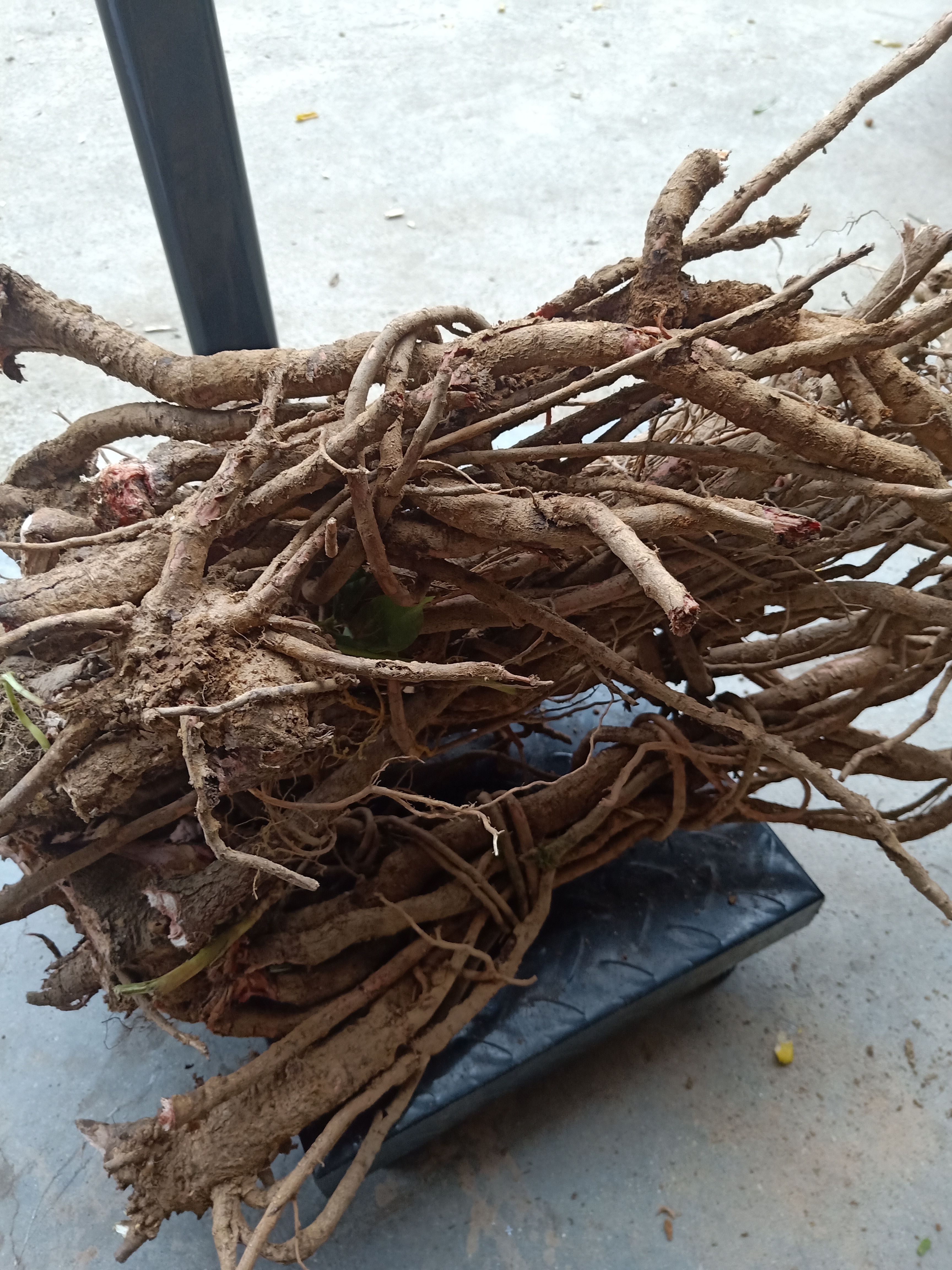 千斤拔 广东龙川千斤拨