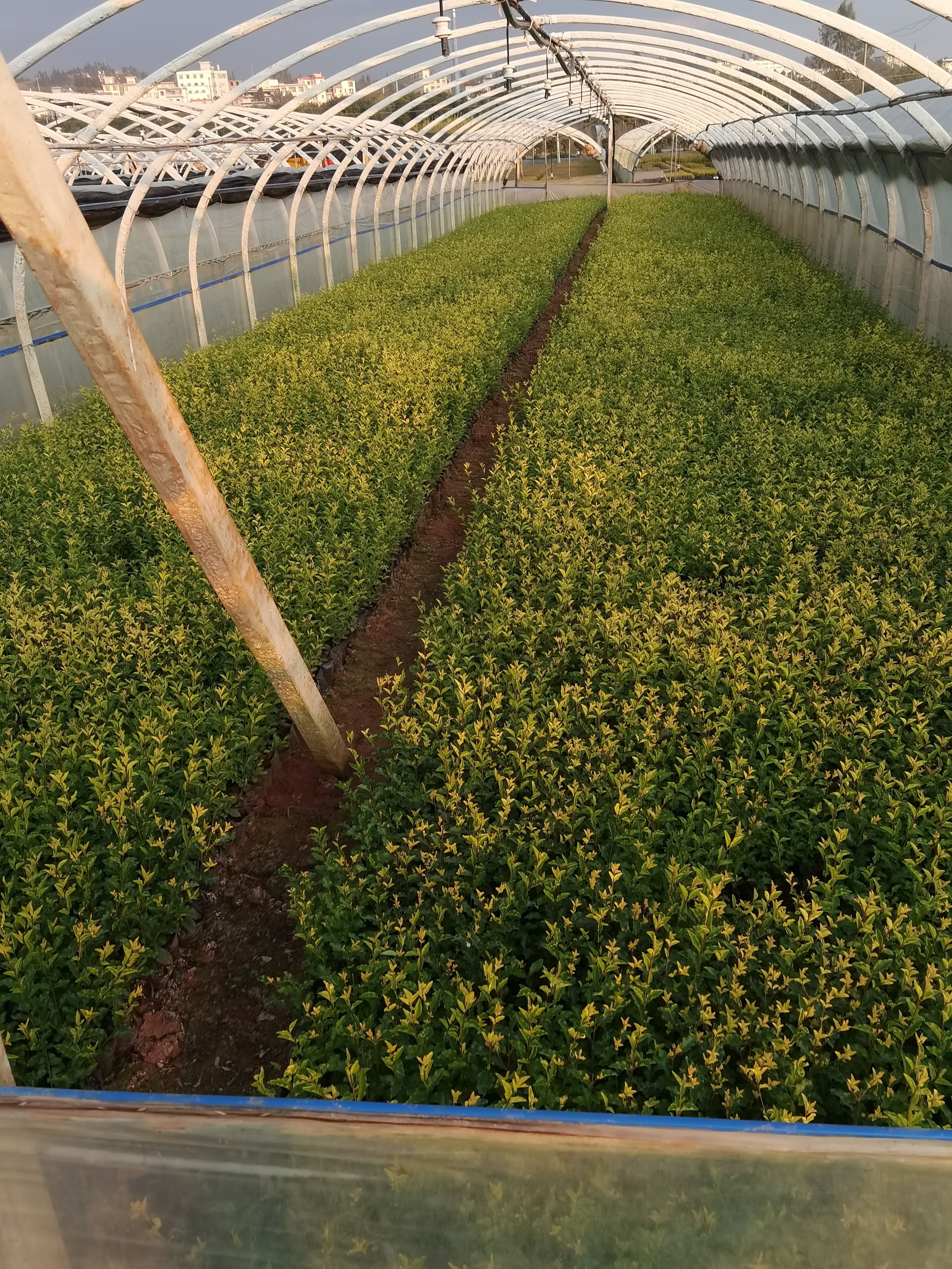  金禾女贞，云南金禾女贞杯苗，多分叉金禾女贞