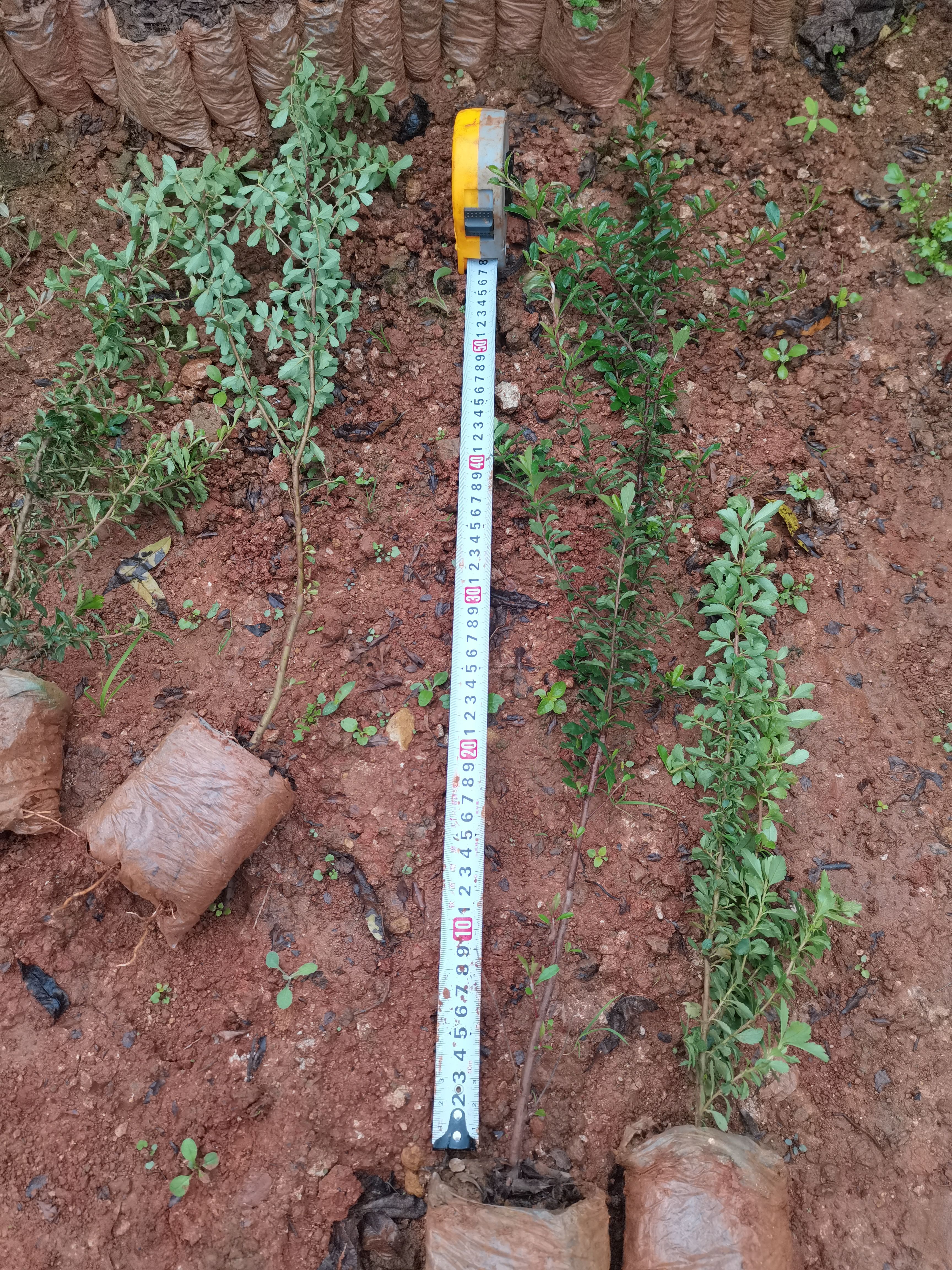 火炬树  火棘，火把果，云南昆明火棘直销，荒山绿化小苗