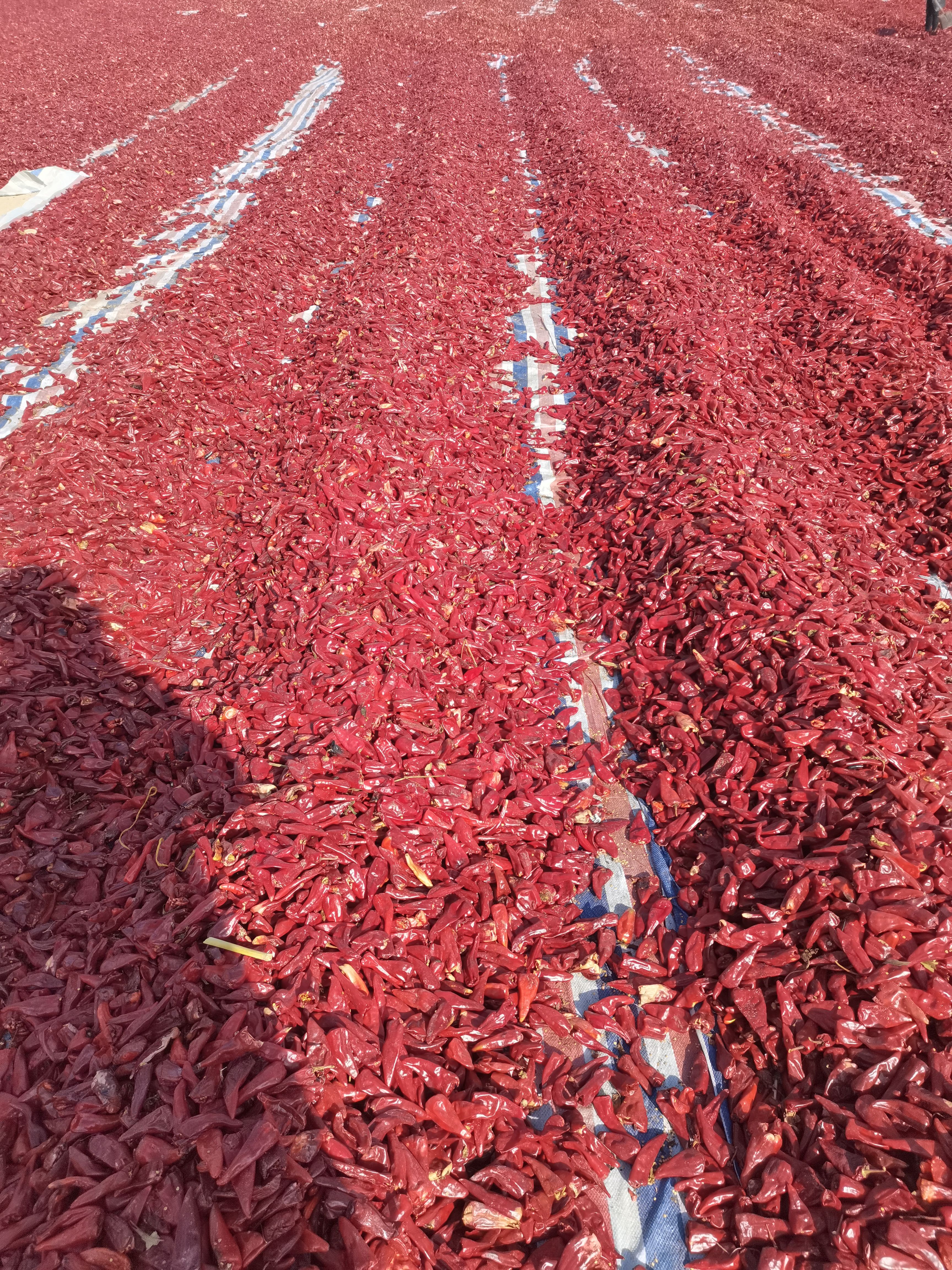  山西北京红干辣椒、忻州北京红干辣椒大量上市、提供加工场地