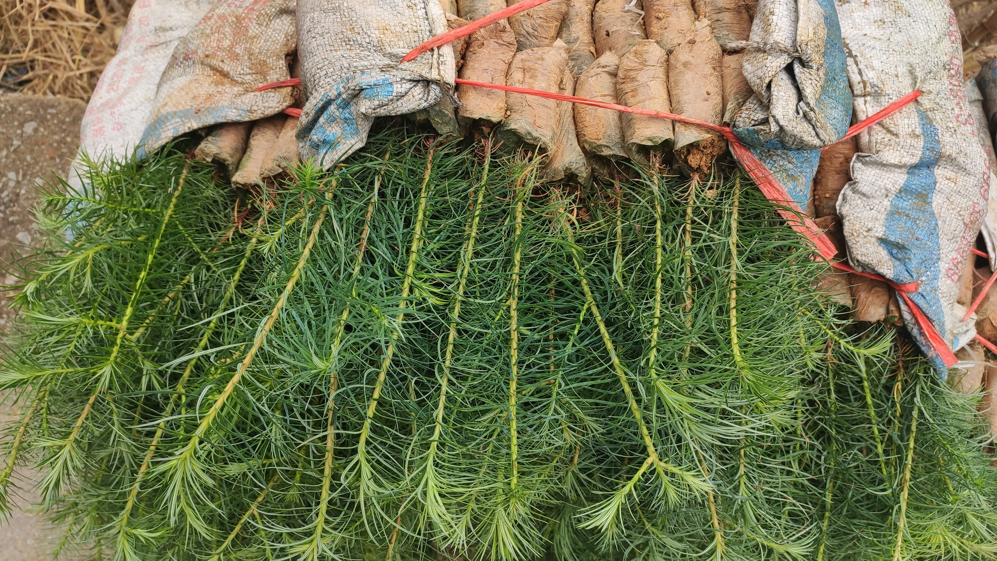 杉木树苗 杉木苗