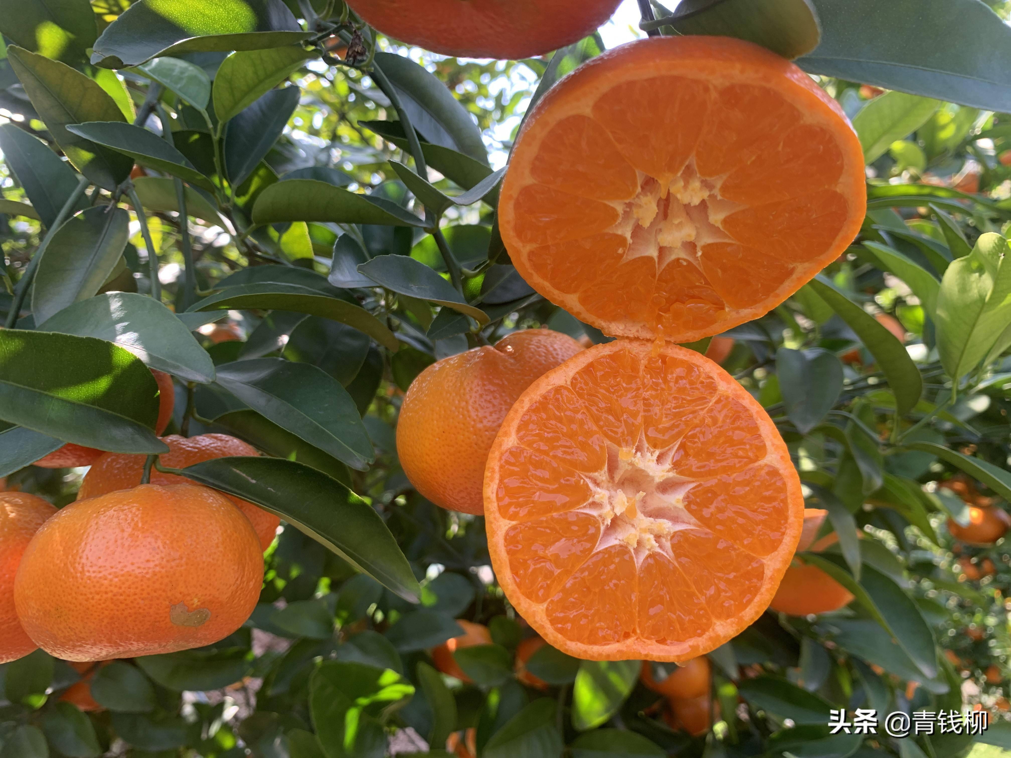  大量默科特柑橘预售订货