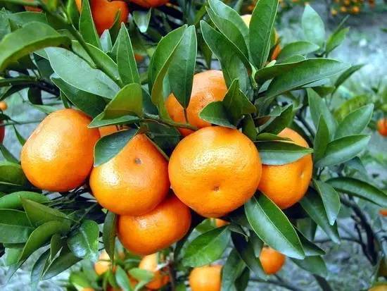  大量默科特柑橘预售订货