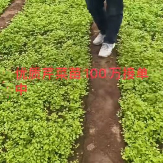 大叶菠菜 大量芹菜苗出售，还有菠菜