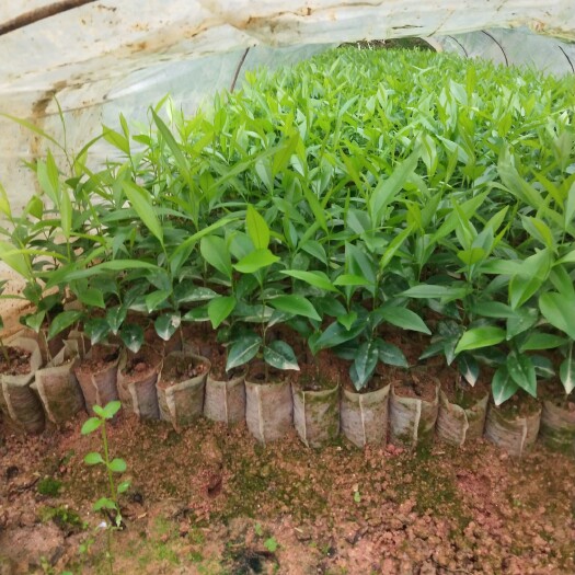 灵山县沉香苗 沉香小苗