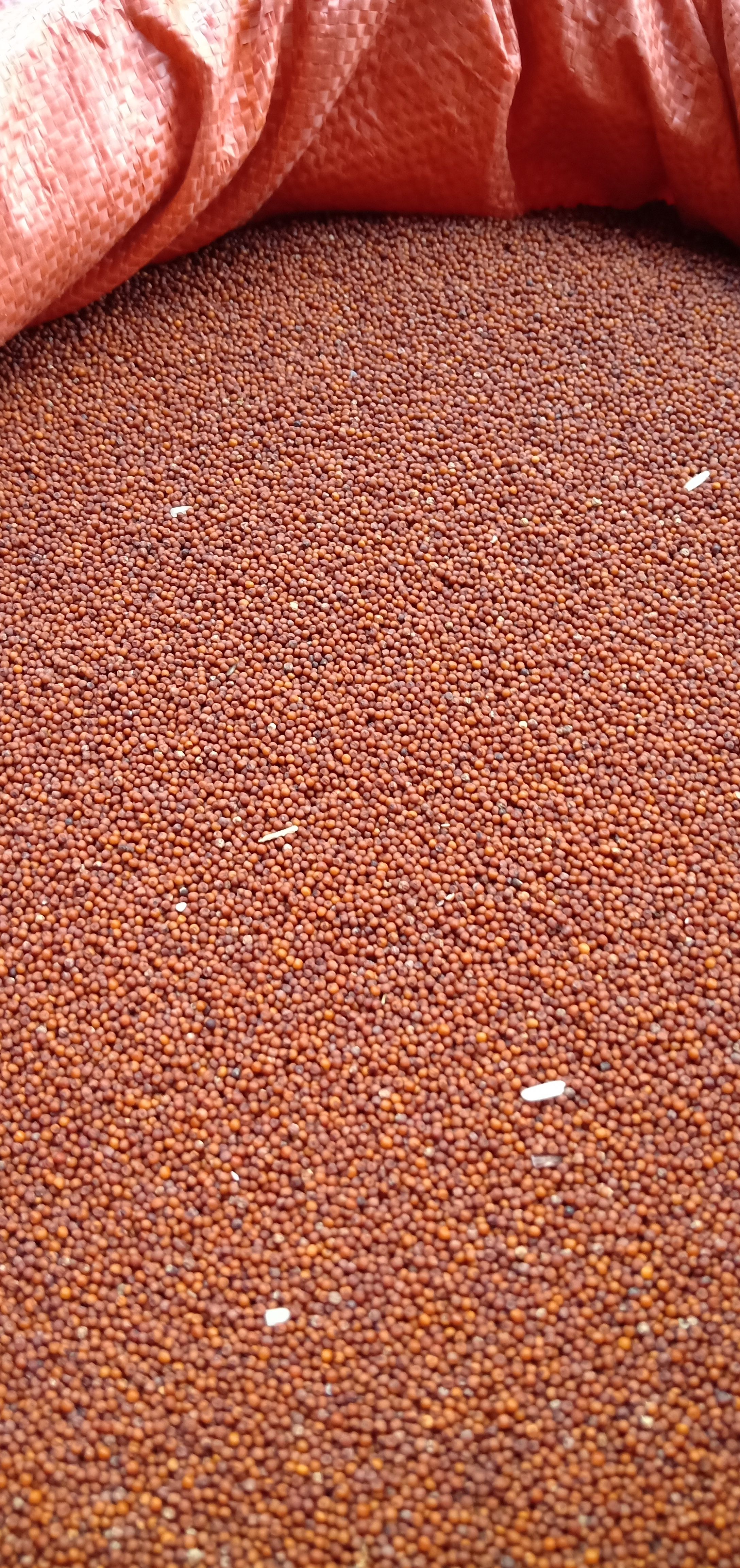 糁子  穇子（鸡瓜谷）