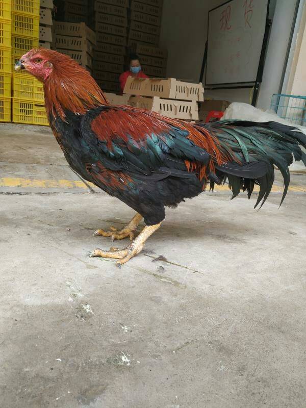 杂交斗鸡苗，肉质鲜美，结实，容易成活，包打预苗，