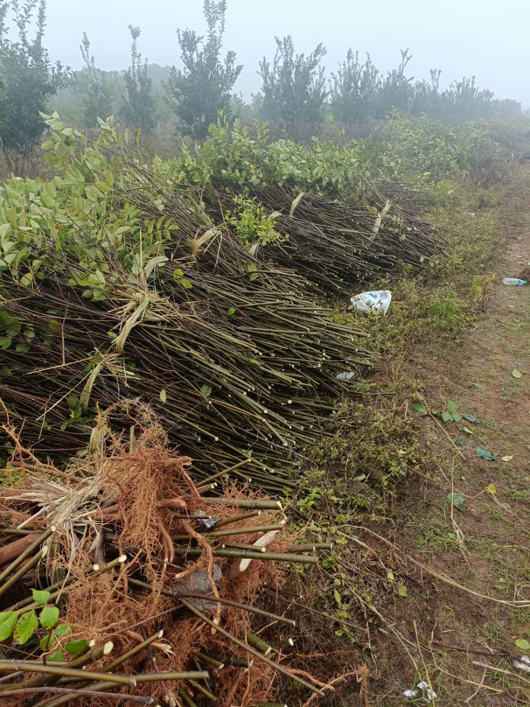 吴茱萸扦插苗，根系发达，苗杆粗壮。感谢老板信任！