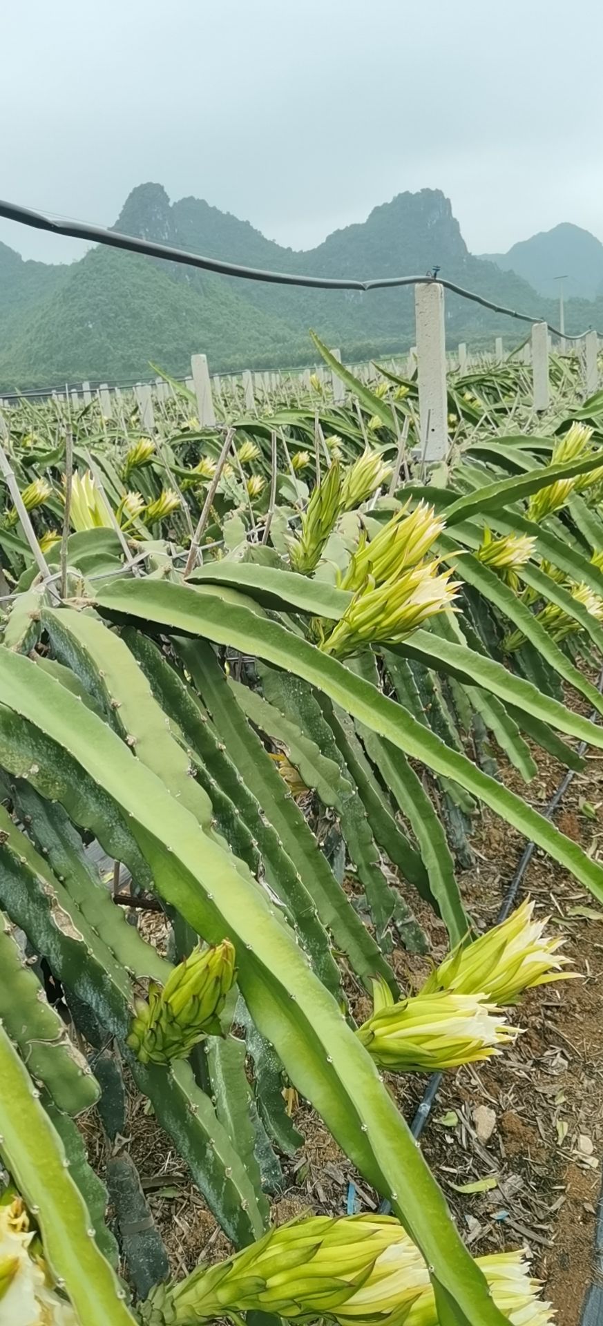 红宝龙火龙果苗 出售火龙果苗