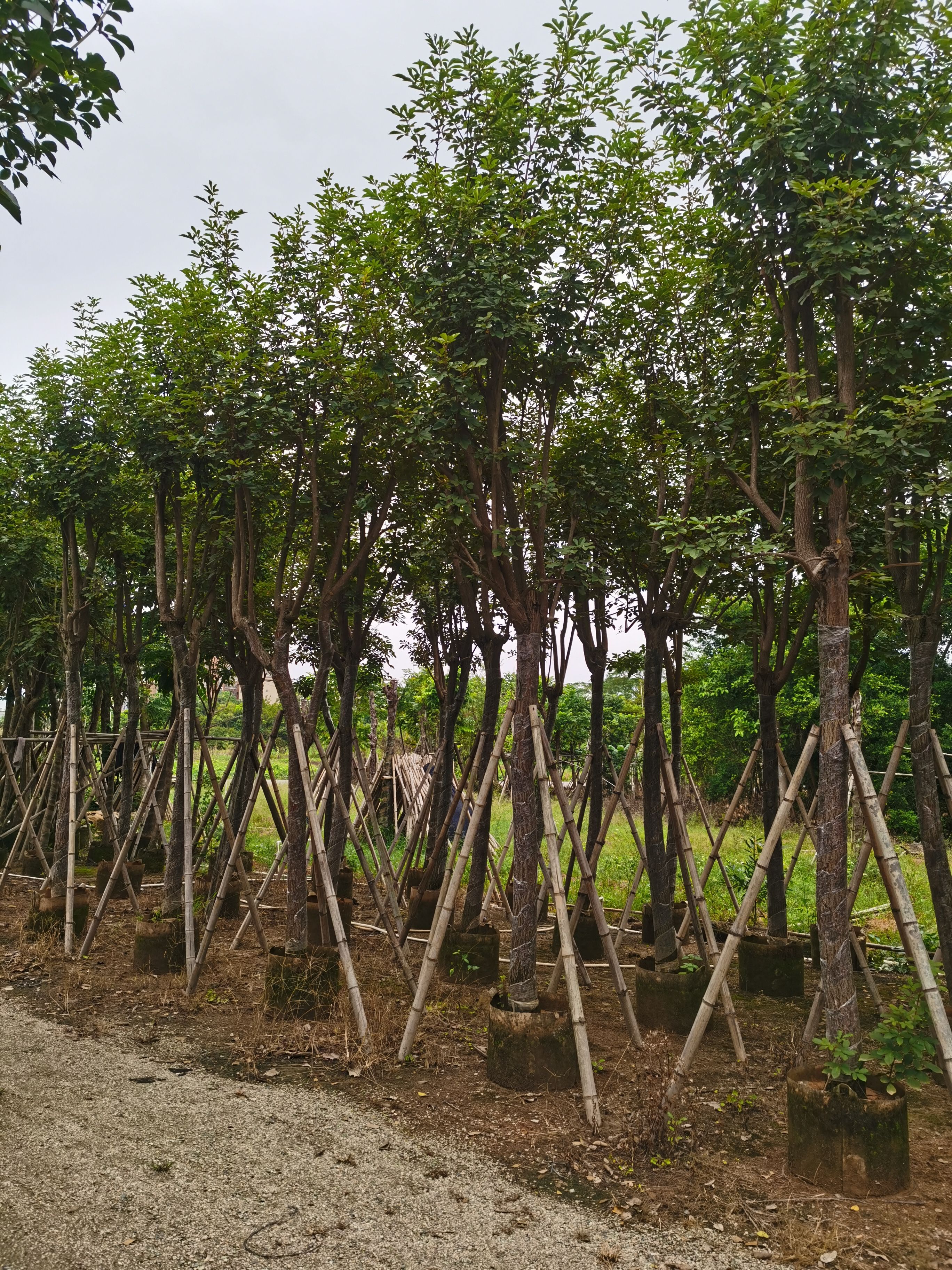 黄花风铃木 厂家直销10-12-15分大骨架黄花风玲木，量大价优！