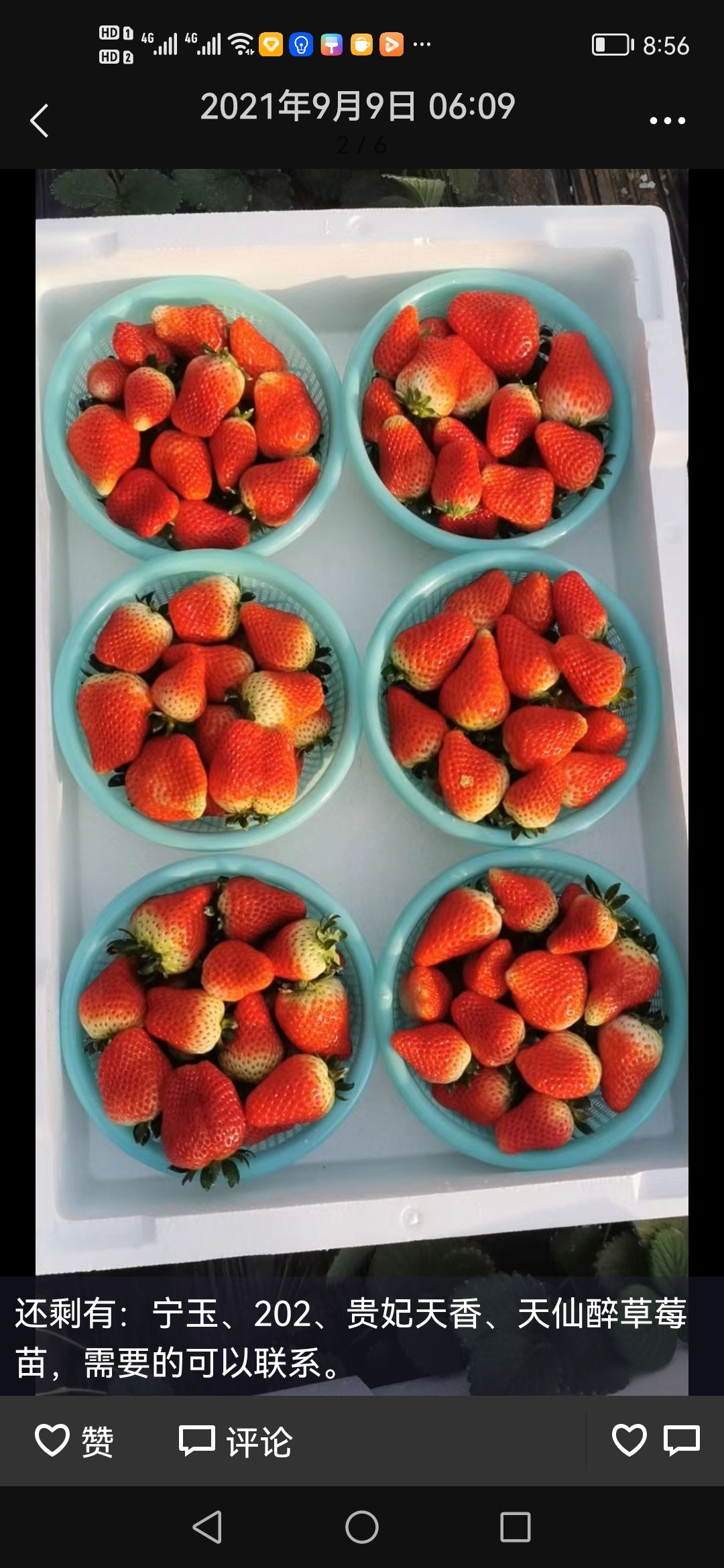 宁玉草莓  品种严选，质量保证，现发现摘