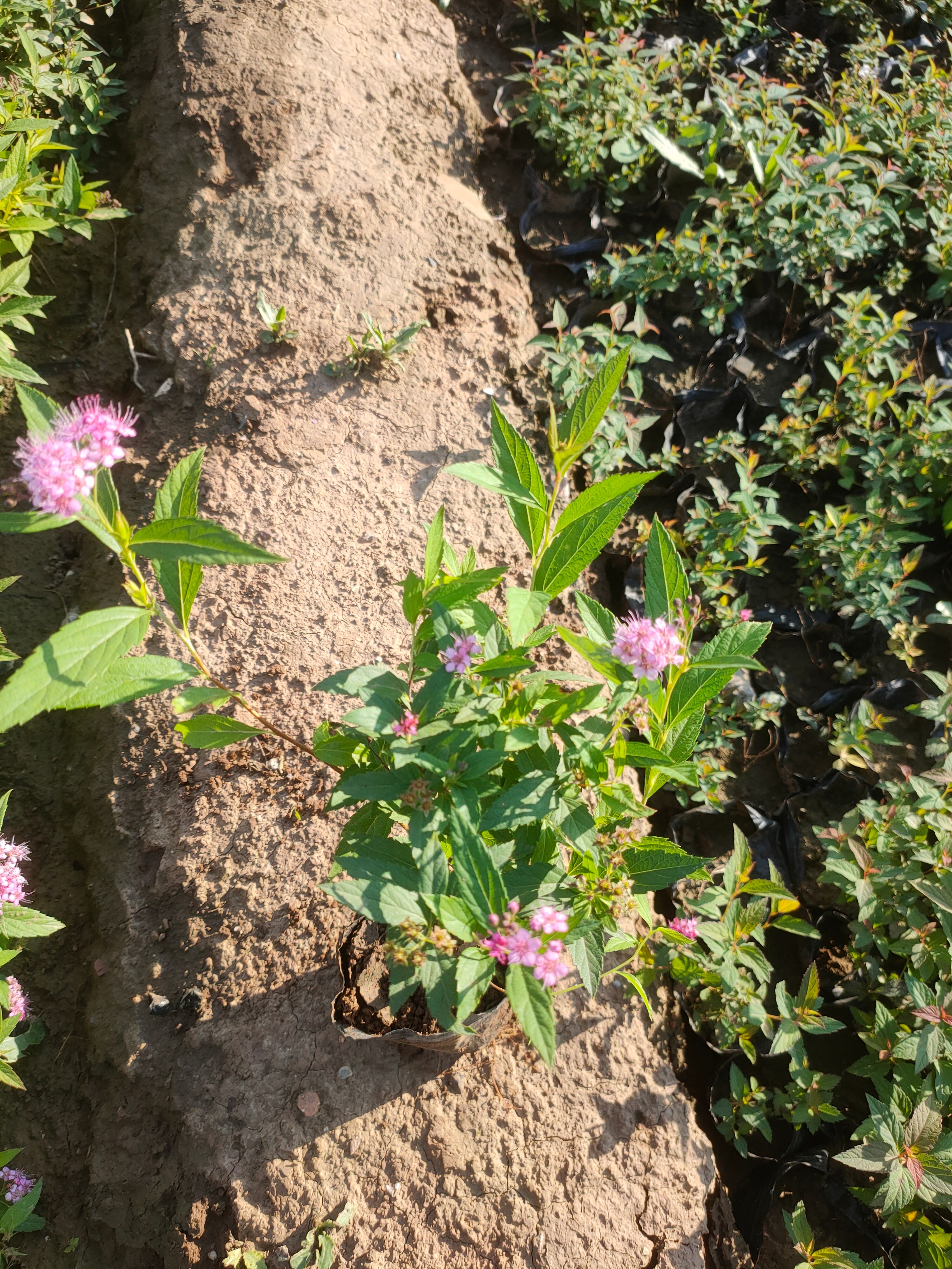 粉花绣线菊苗 粉花绣线菊