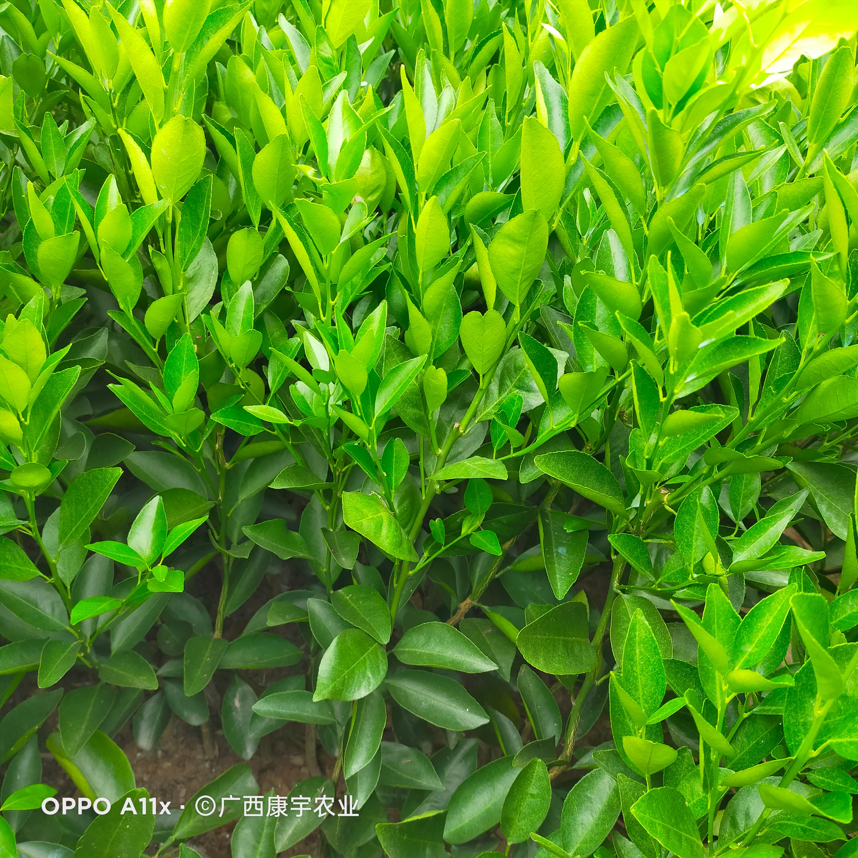 皇帝柑苗  皇帝柑