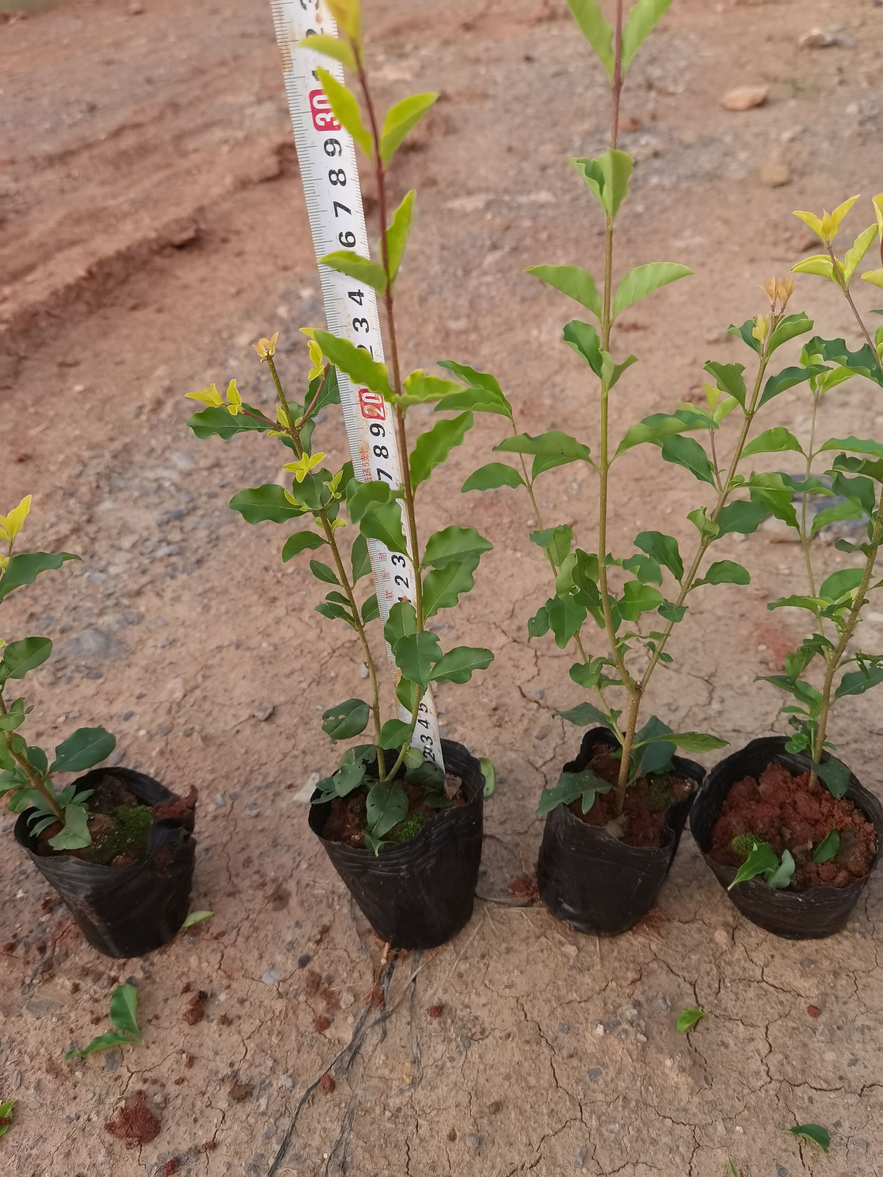  金禾女贞，云南金禾女贞杯苗，多分叉金禾女贞