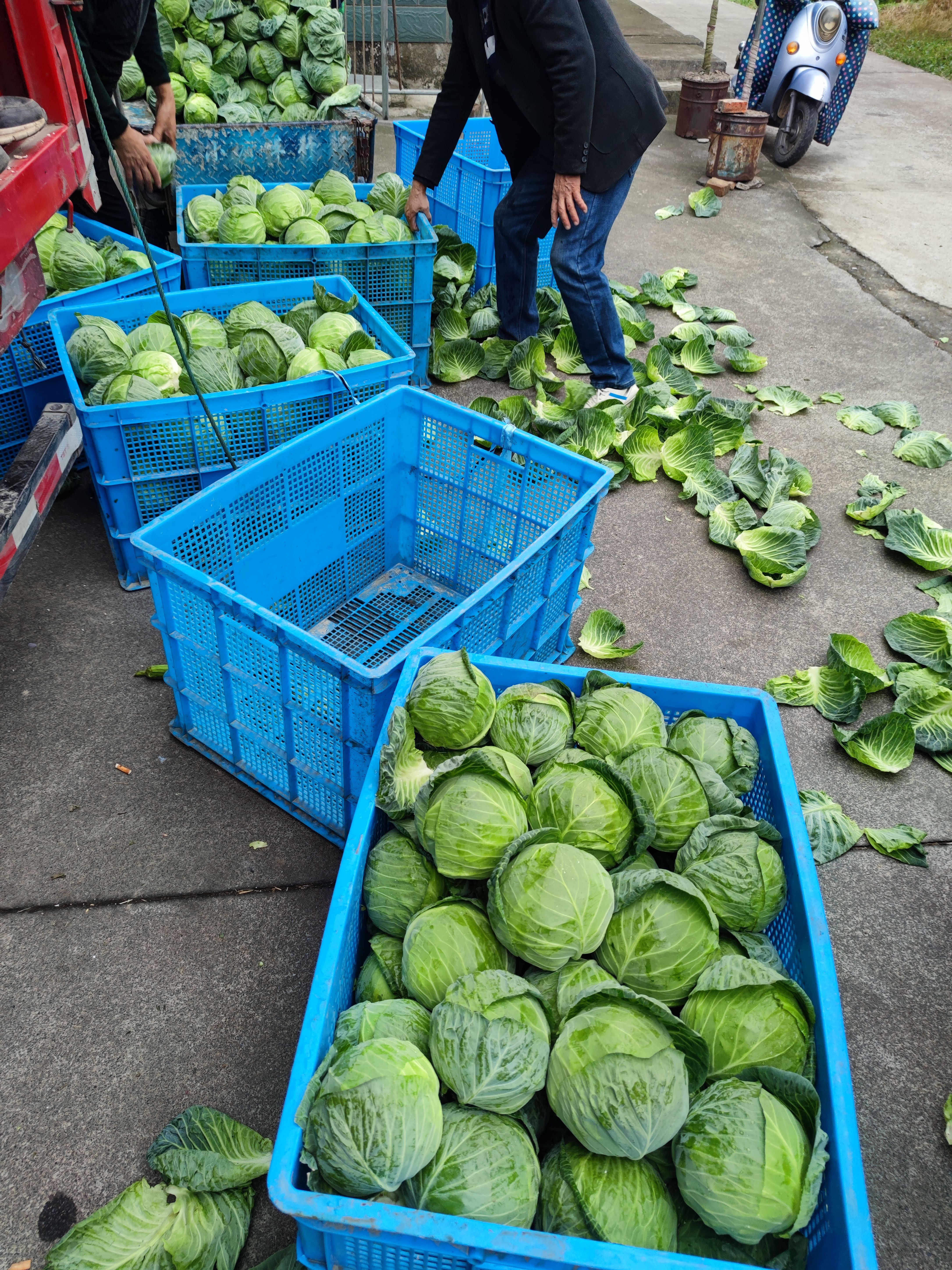 新鲜甘蓝圆包菜产地直供