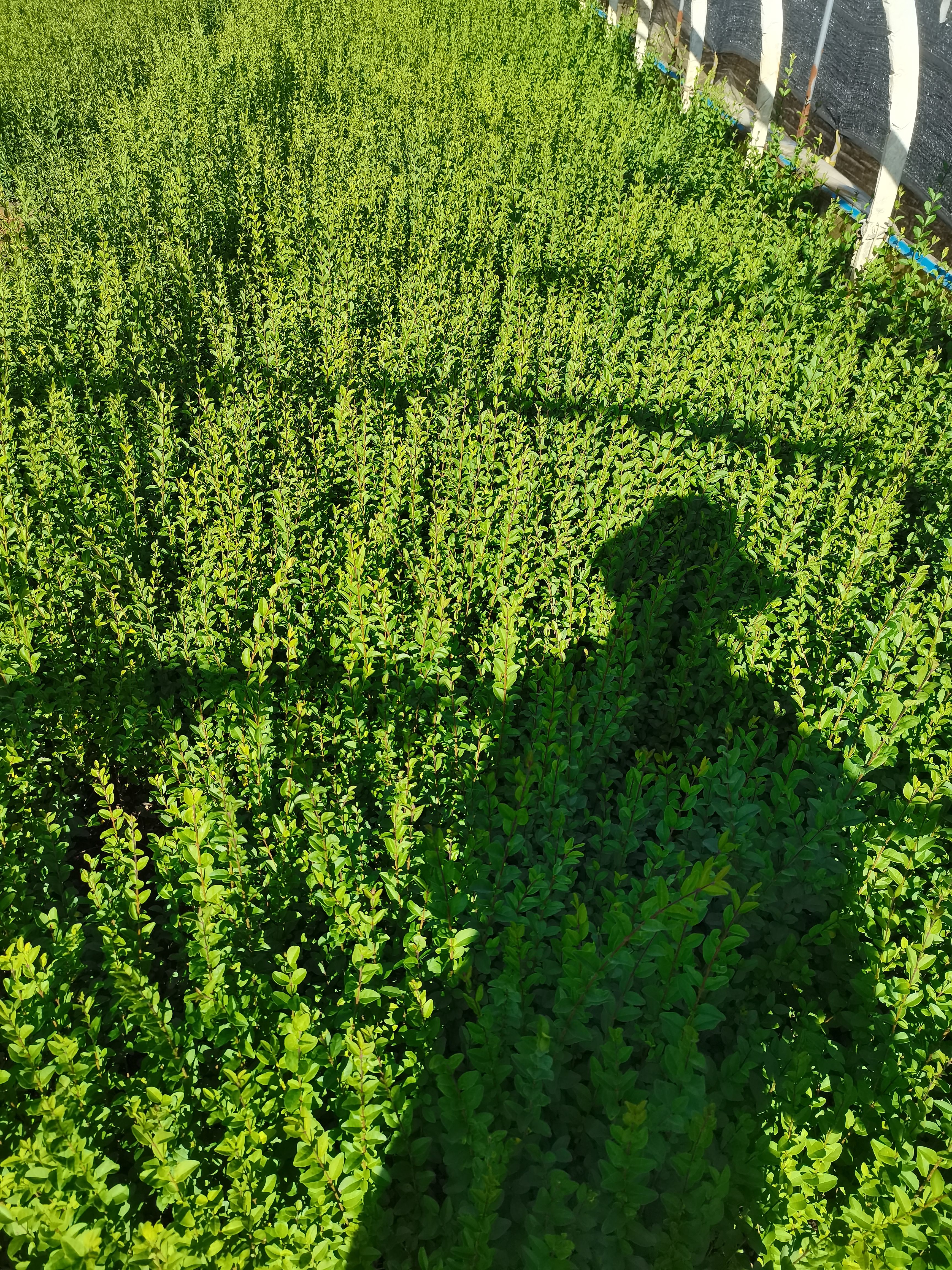 小叶女贞，云南昆明小叶女贞种植基地