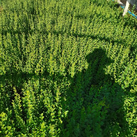 宜良县小叶女贞，云南昆明小叶女贞种植基地