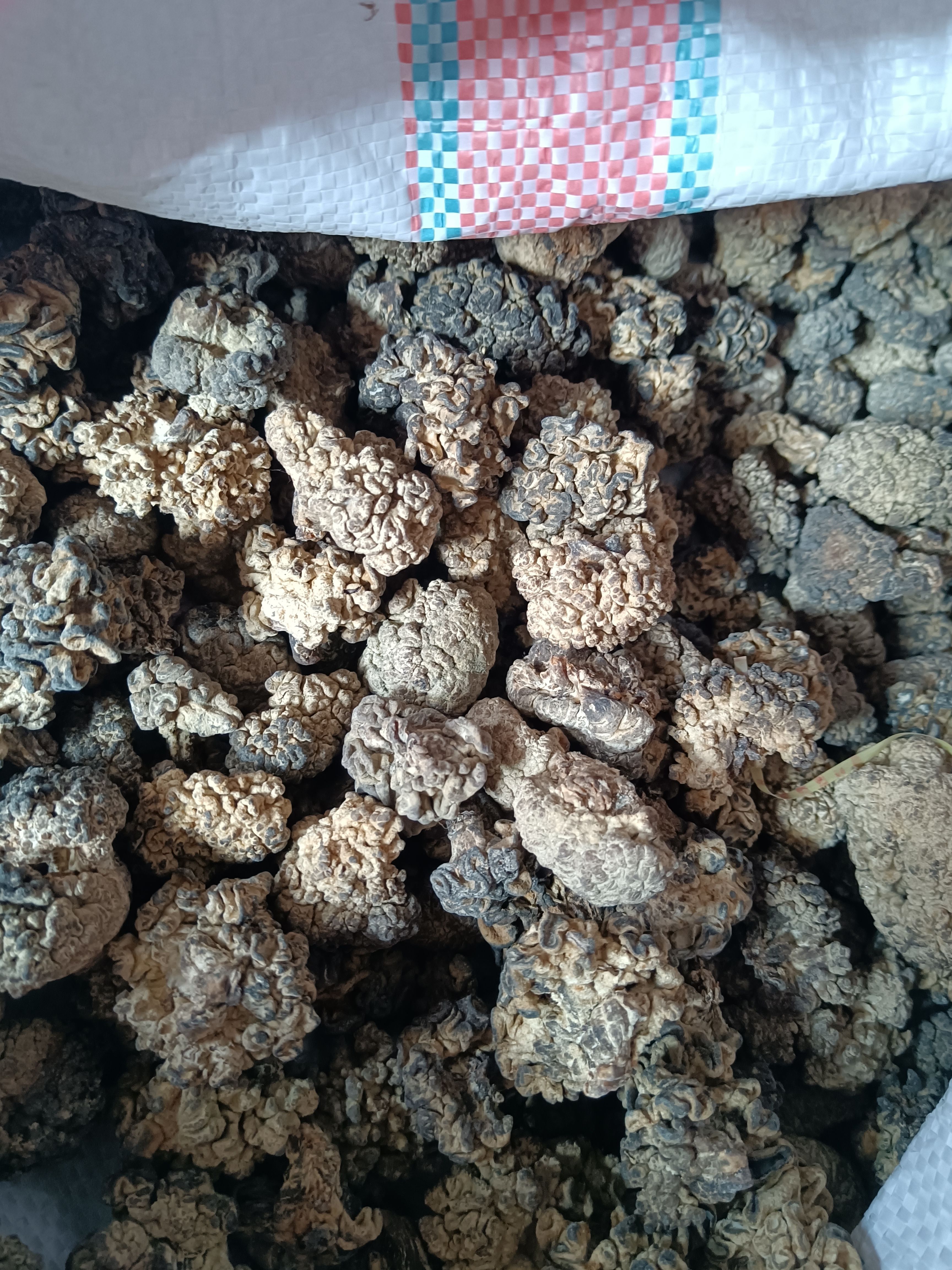 干猴头菇 3cm以下 