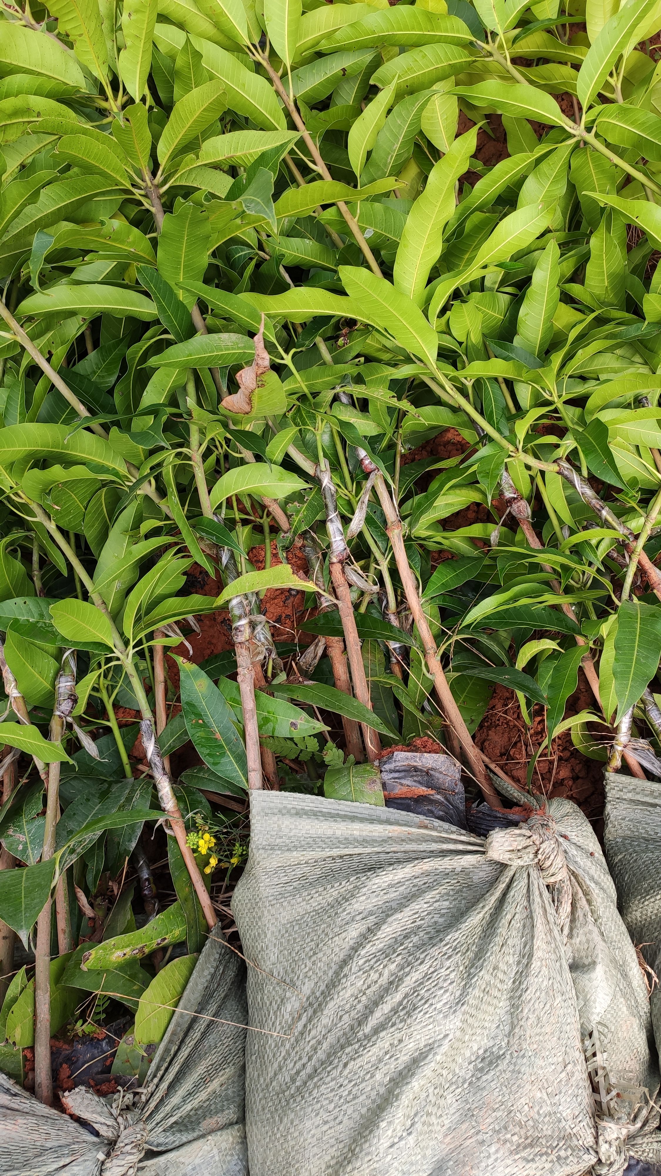  芒果苗