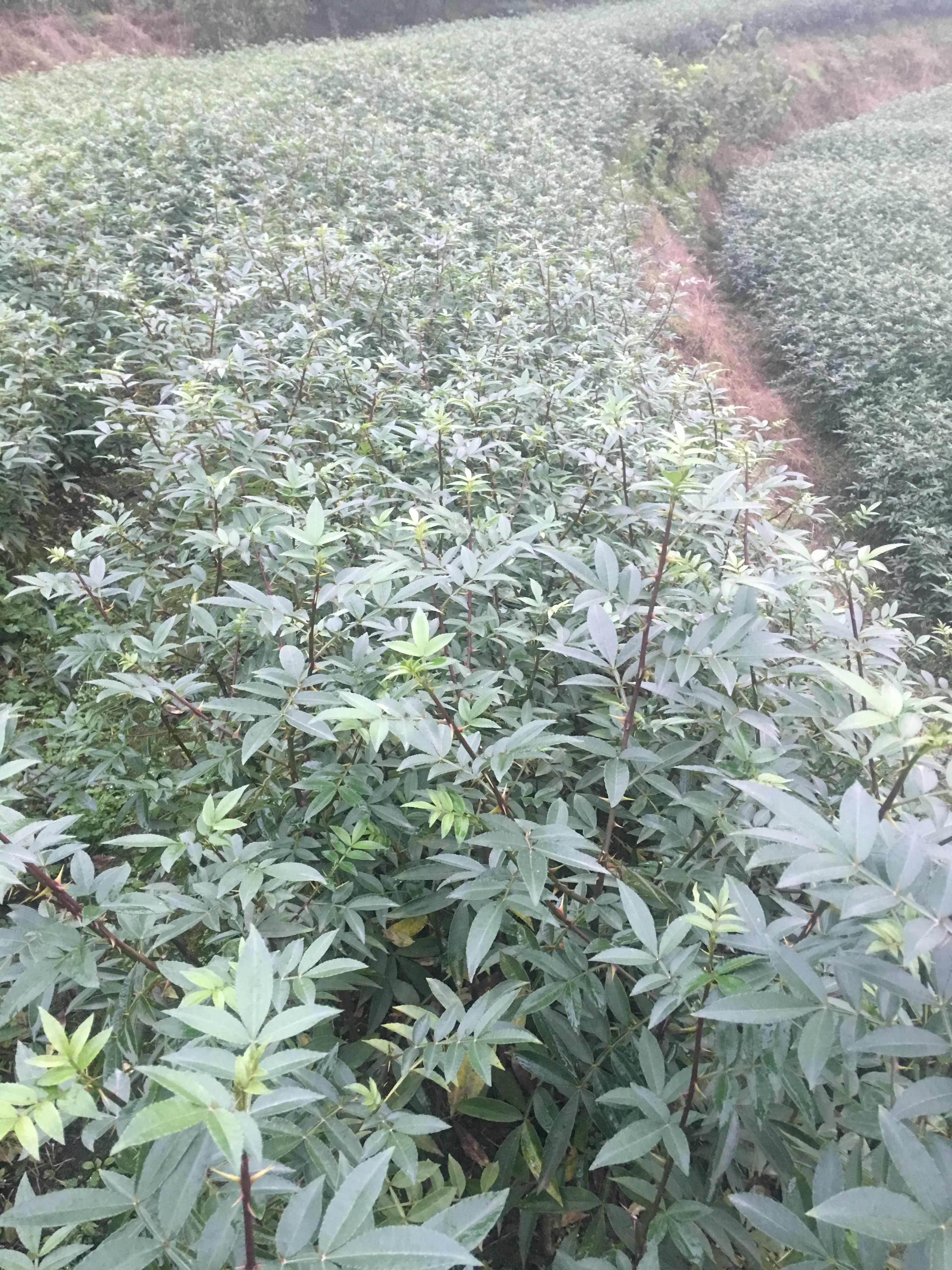 九叶青花椒苗 免费技术支持  现起现发 可视频采苗全过程