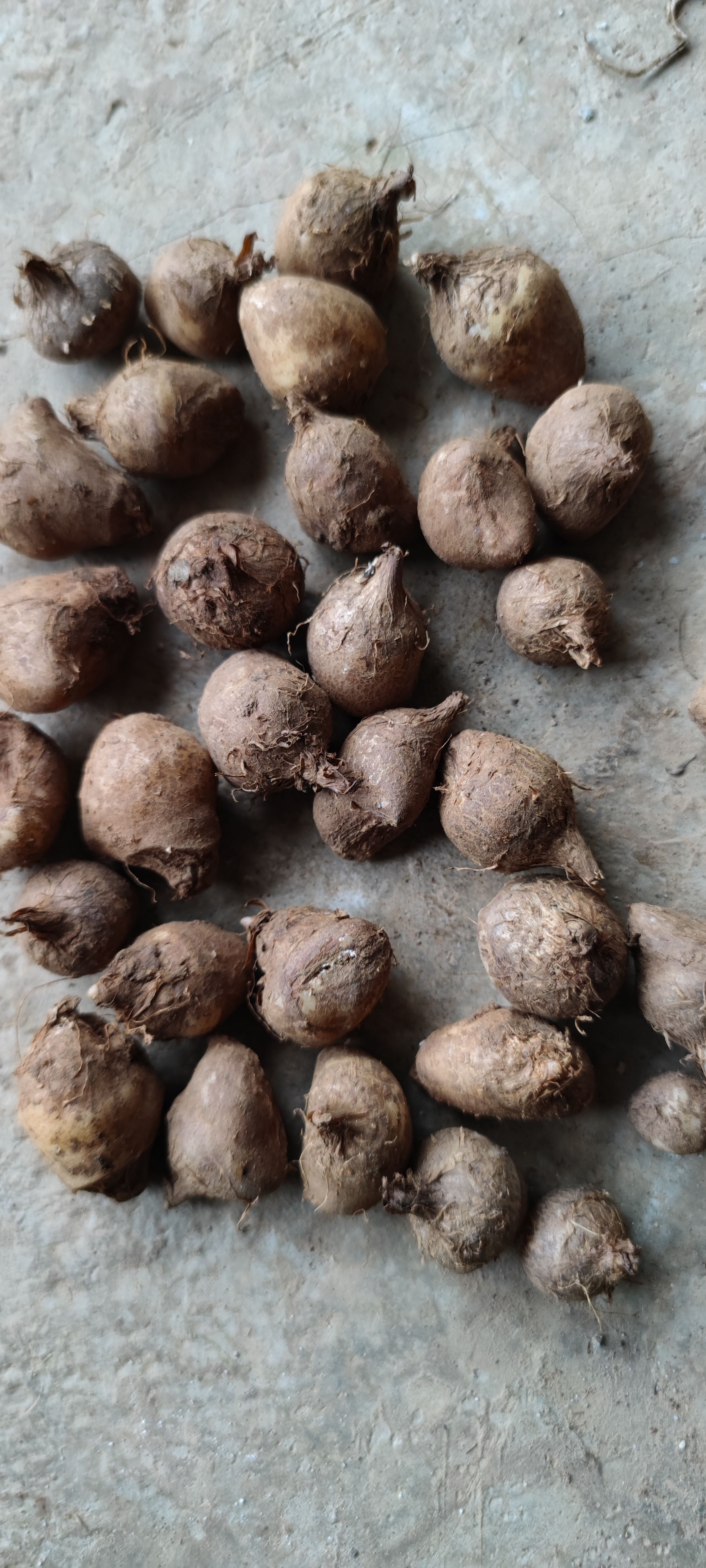 优质法半夏种子高产 大量现货 包回收