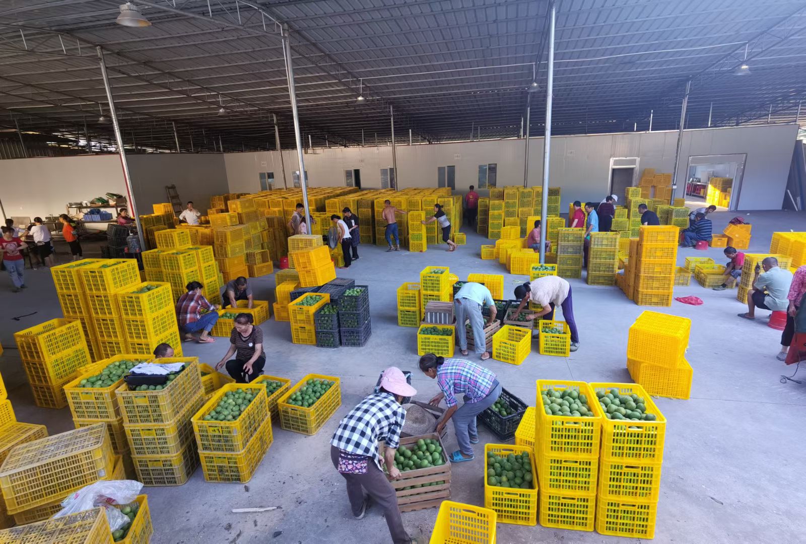 永福罗汉果小罗汉果传统烘烤果批发出厂价广西桂林产地直发