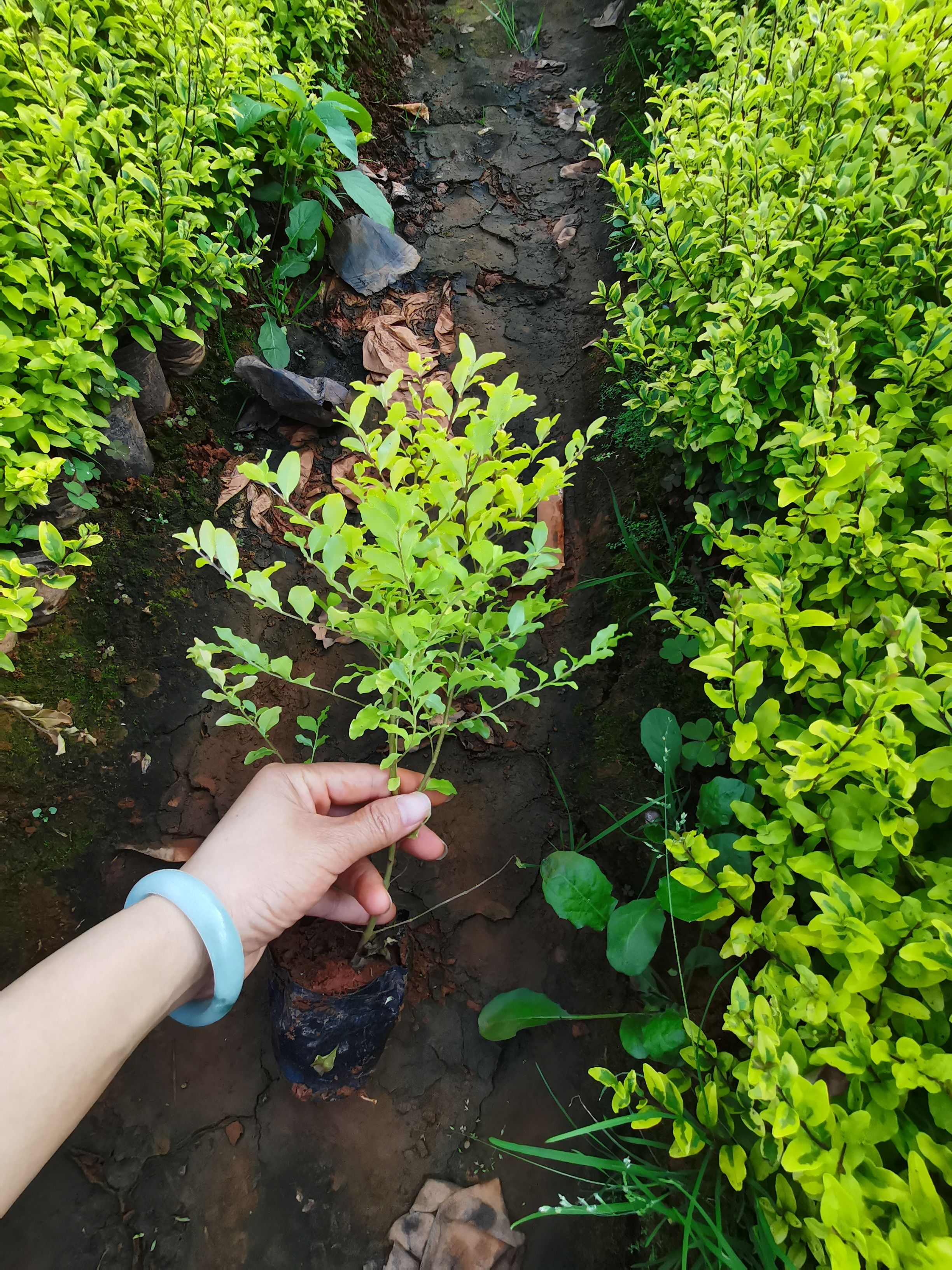 花叶女贞  亮晶女贞