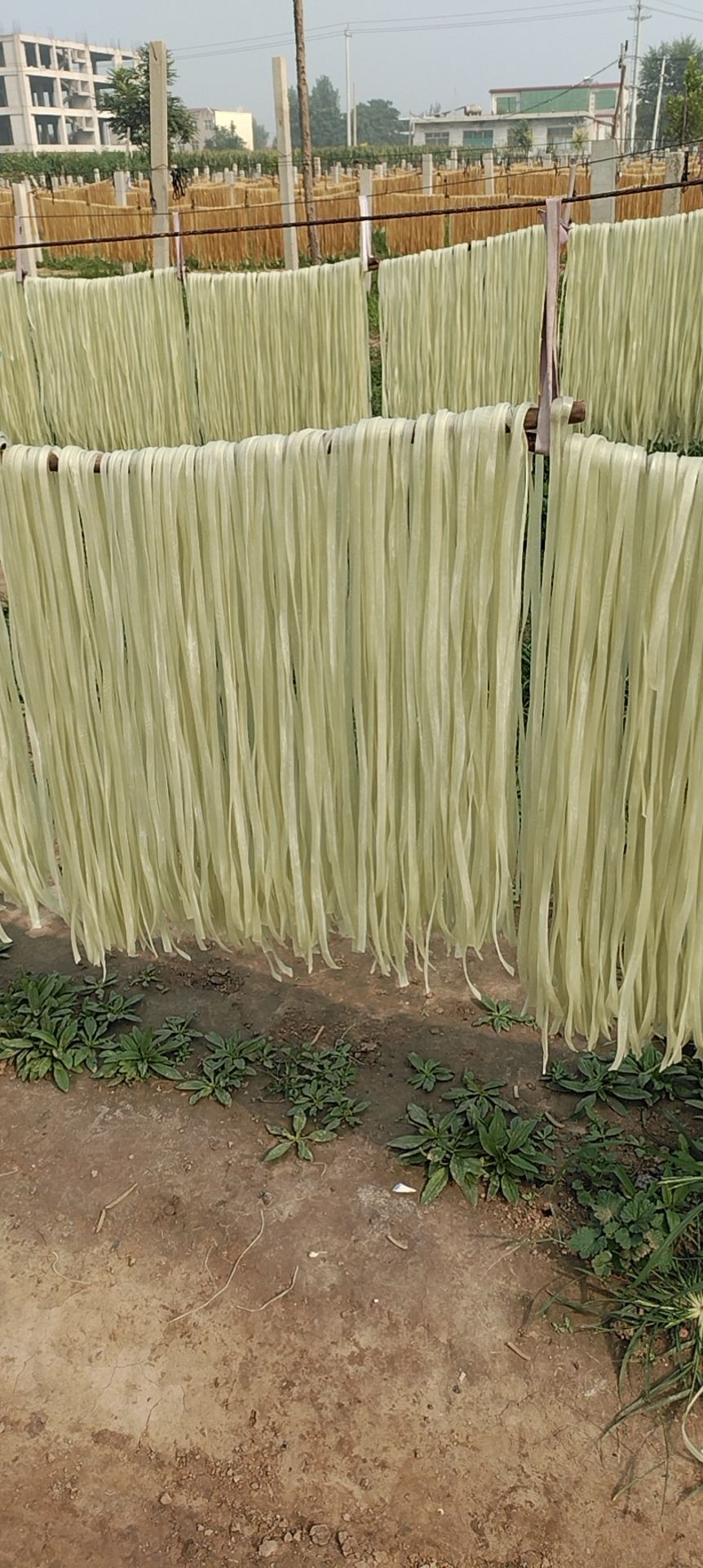 木薯粉条