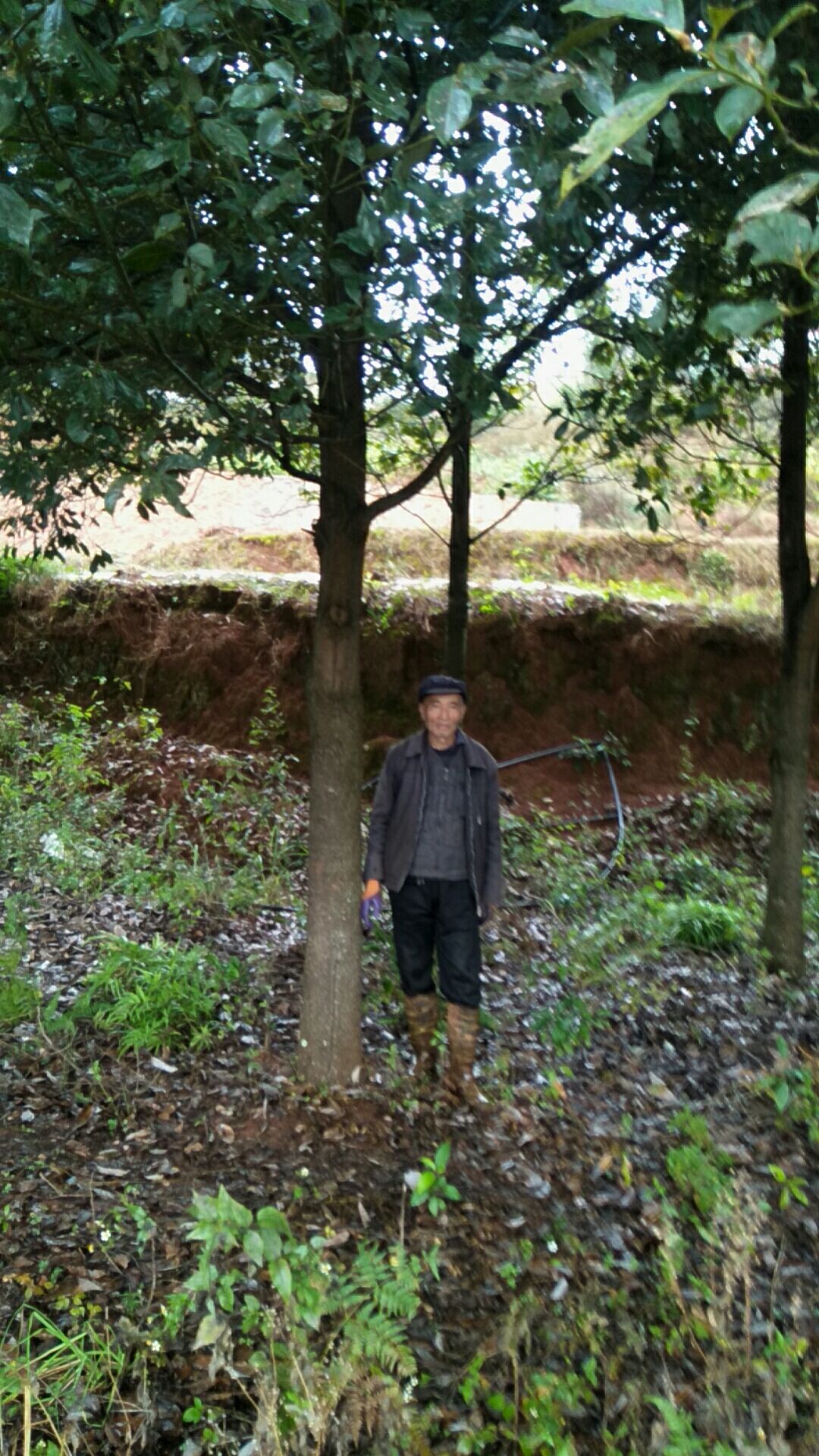 多杆香樟 3.5米~5米 14~16公分 20公分以上 3米以上 带土球发货