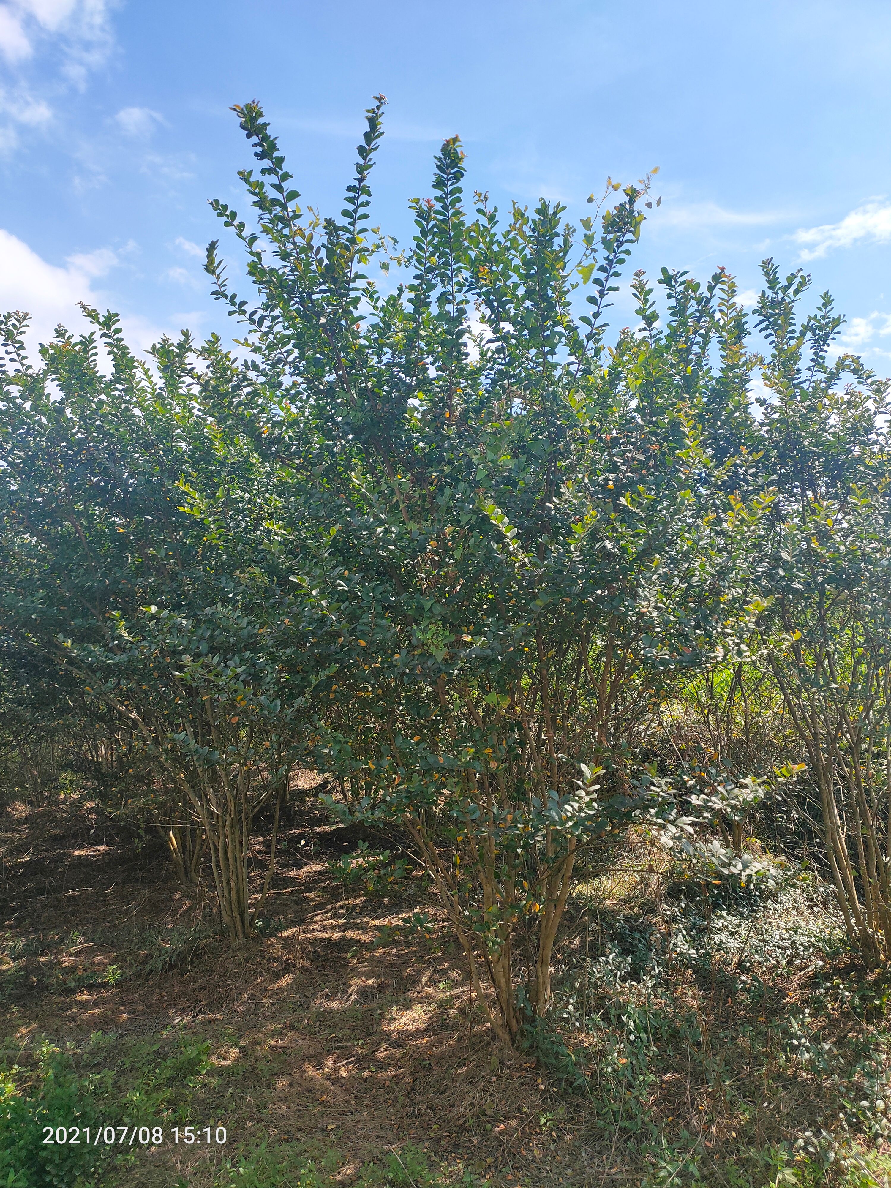 各种丛生，拼栽紫薇规格出售