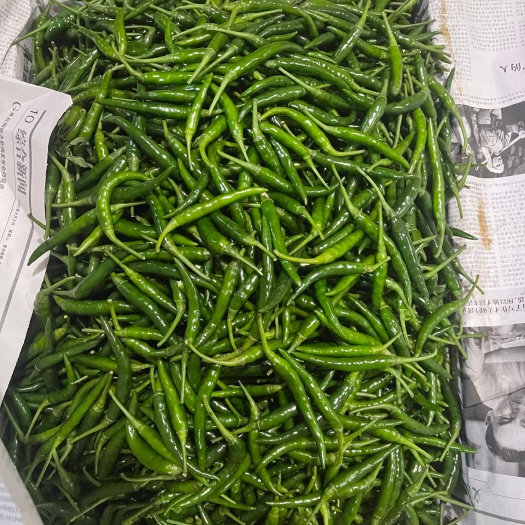 徐闻县小米椒 青米 青米辣椒 小米辣 朝天椒