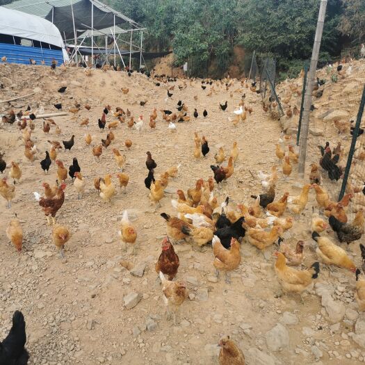 阳新县 山林正宗绿色散养土鸡蛋。