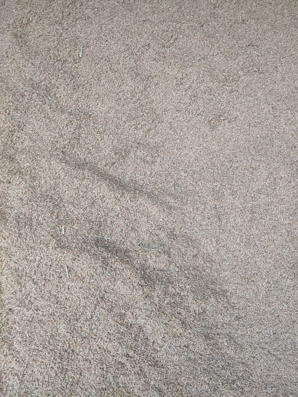 稻壳粉 新鲜稻谷壳