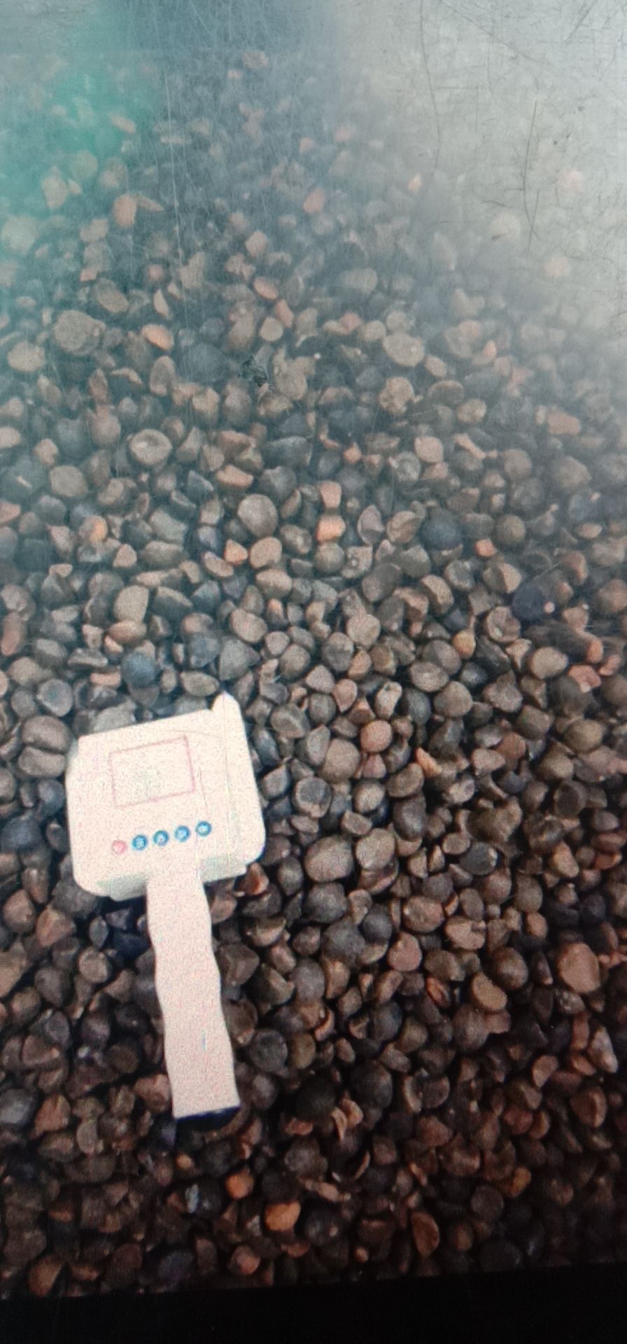 茶叶籽  手工桃选，野生小颗油茶籽，质量保证，味道纯正。