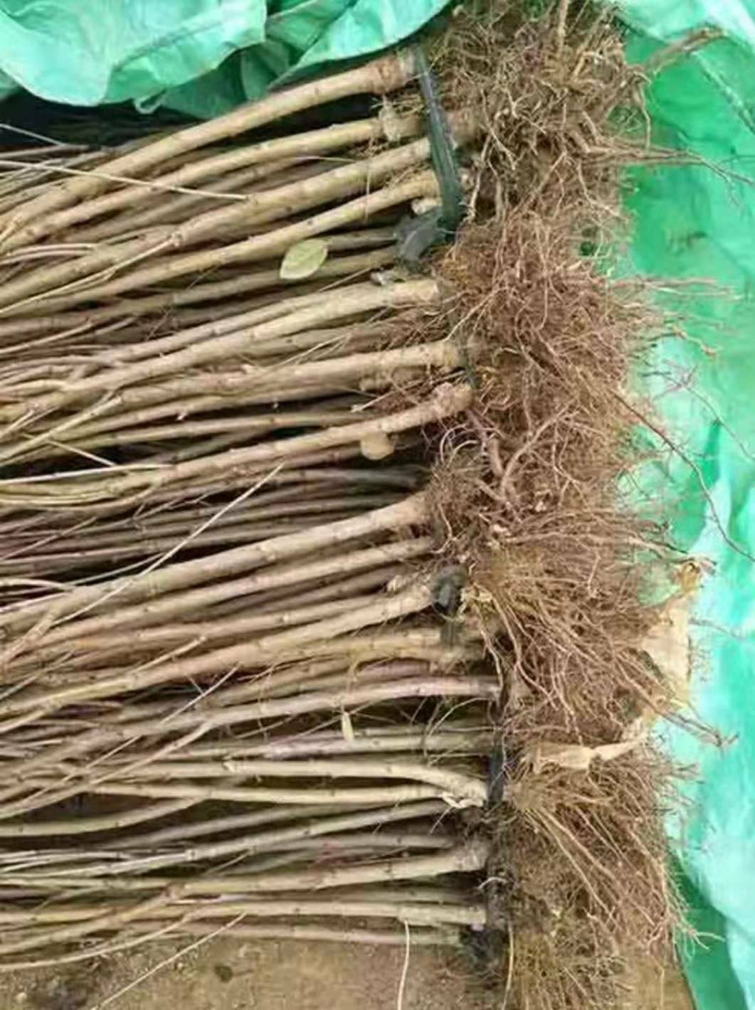 俄罗斯8号樱桃苗  俄罗斯八号樱桃苗矮化吉塞拉占木樱桃苗