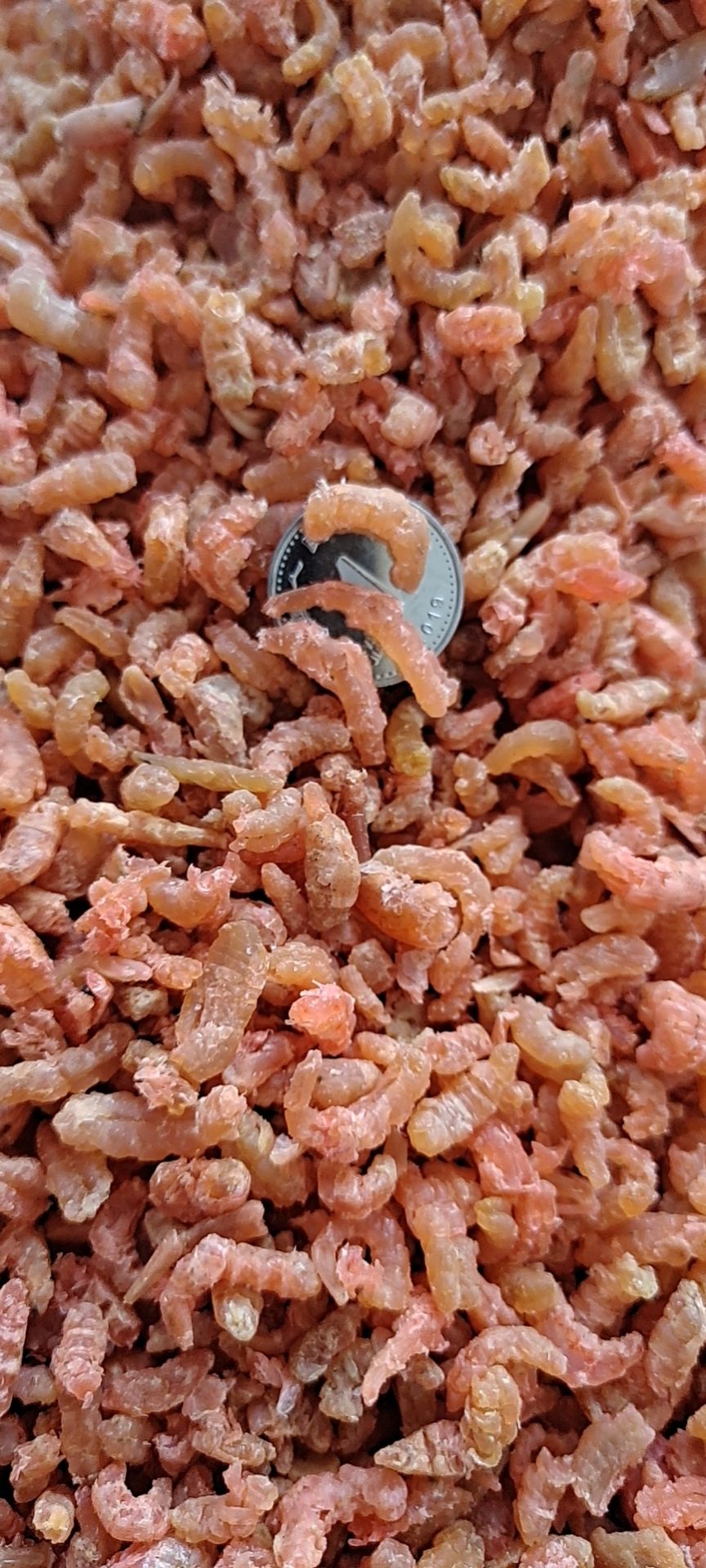 金钩海米！虾仁！深海虾加工！小海米餐馆饭店包水饺馄饨适用