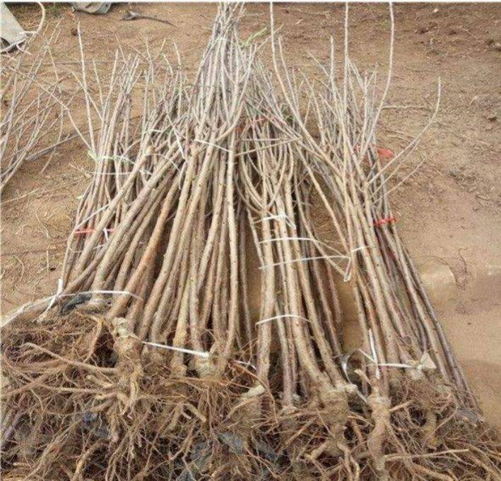 俄罗斯8号樱桃苗  俄罗斯八号樱桃苗矮化吉塞拉占木樱桃苗