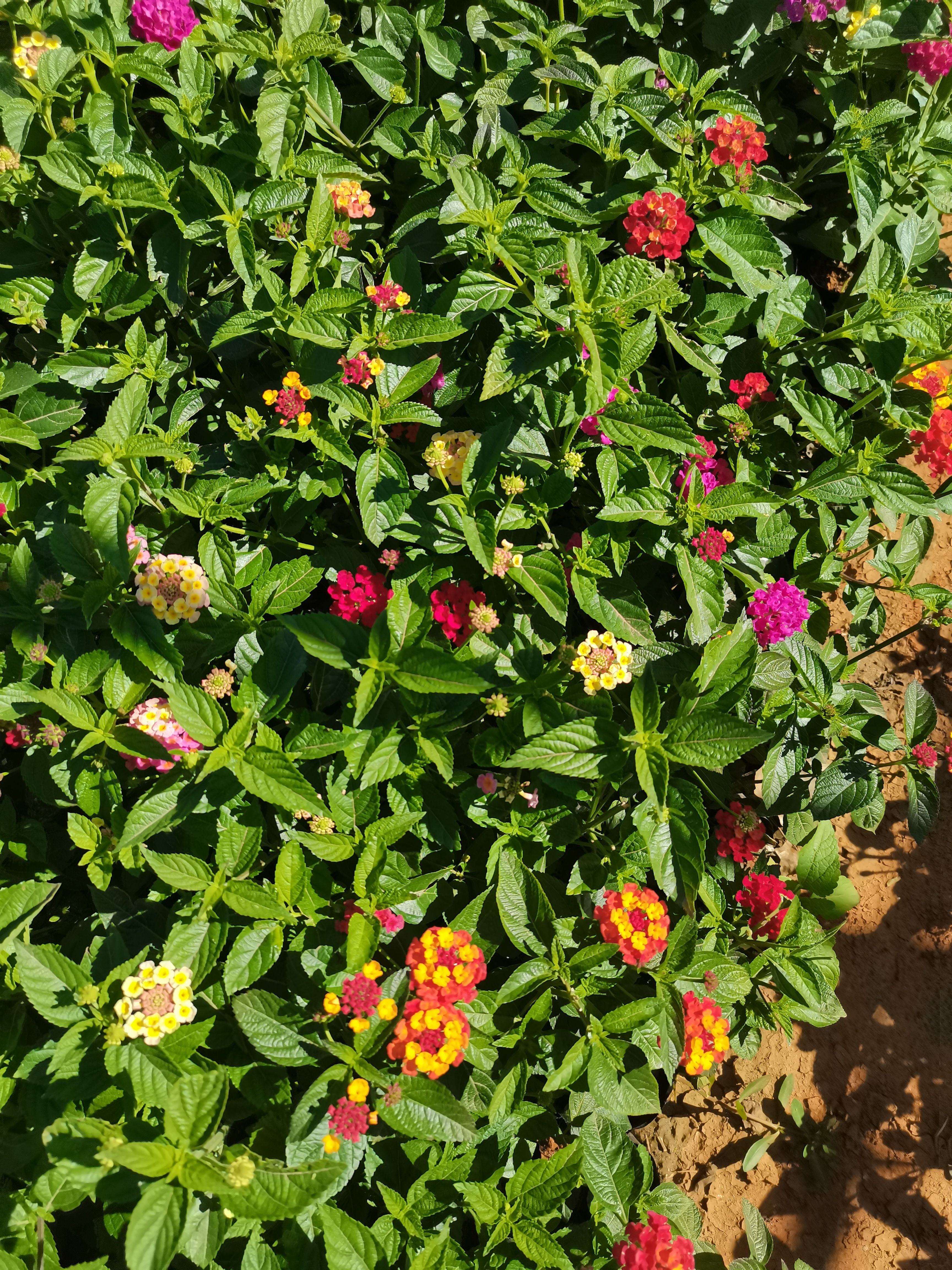 马缨丹盆栽  五色梅，马缨丹云南昆明种植园一手货源