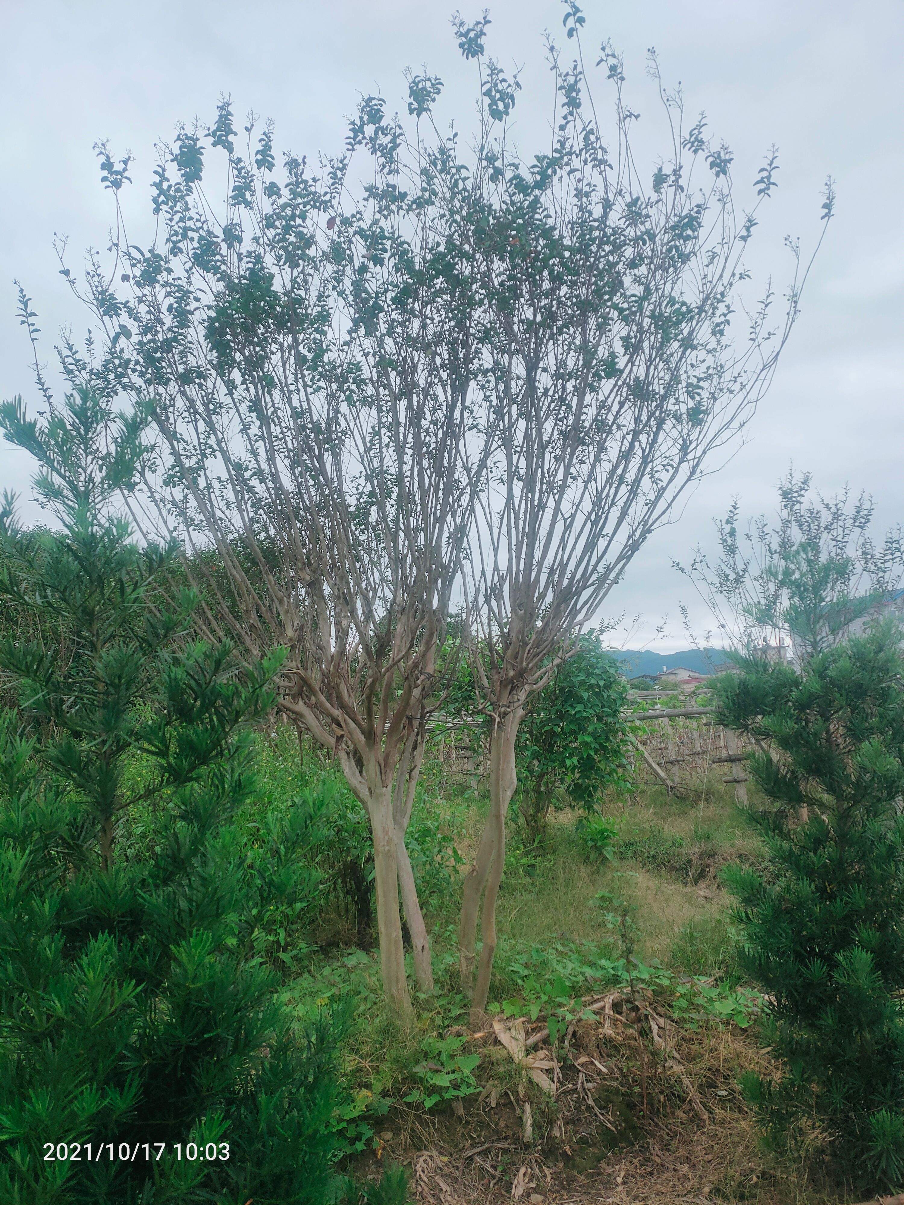 各种丛生，拼栽紫薇规格出售