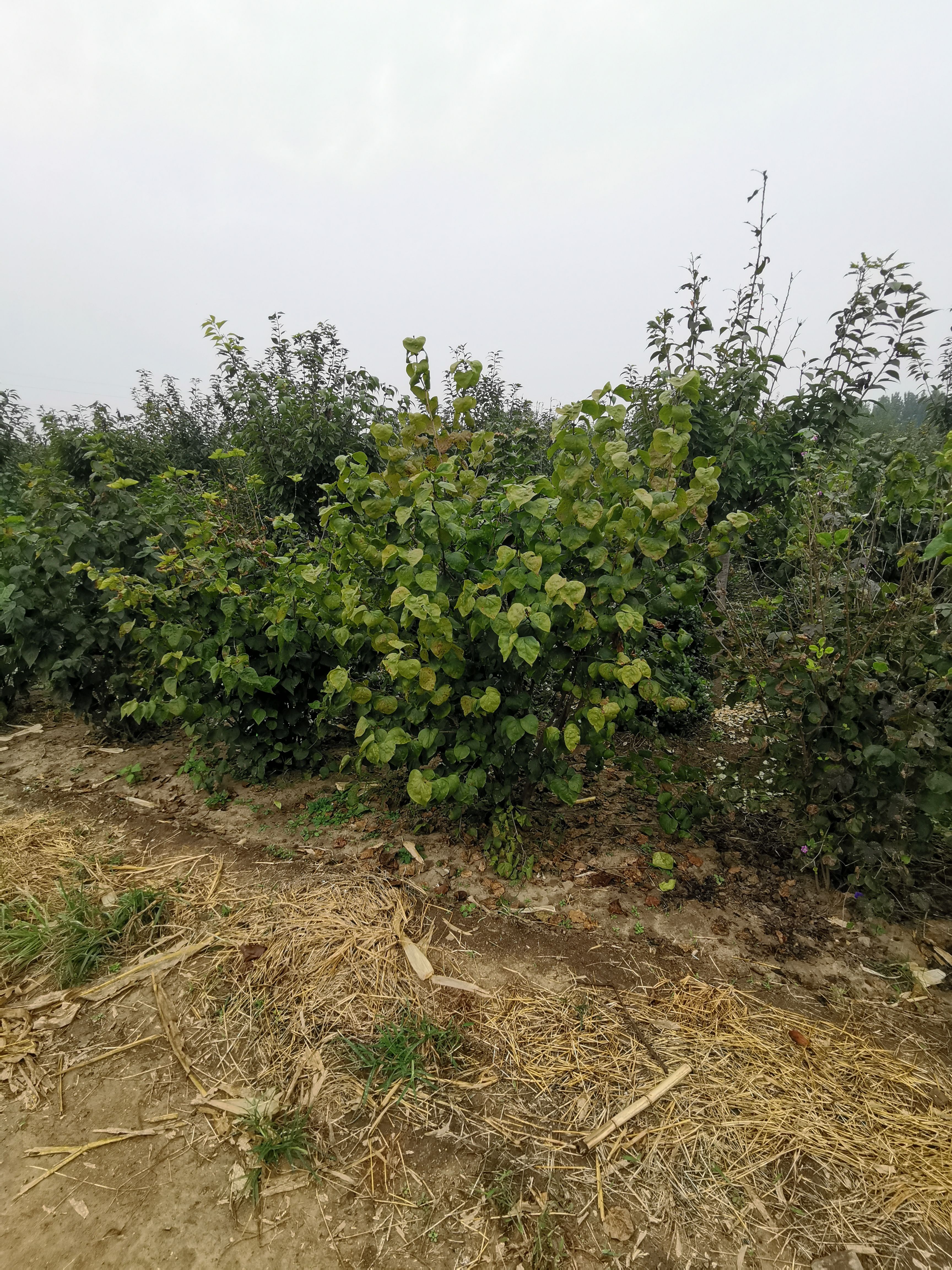 紫丁香  丛生丁香，2米丛生丁香价格，冠幅1.5米丛生丁香，