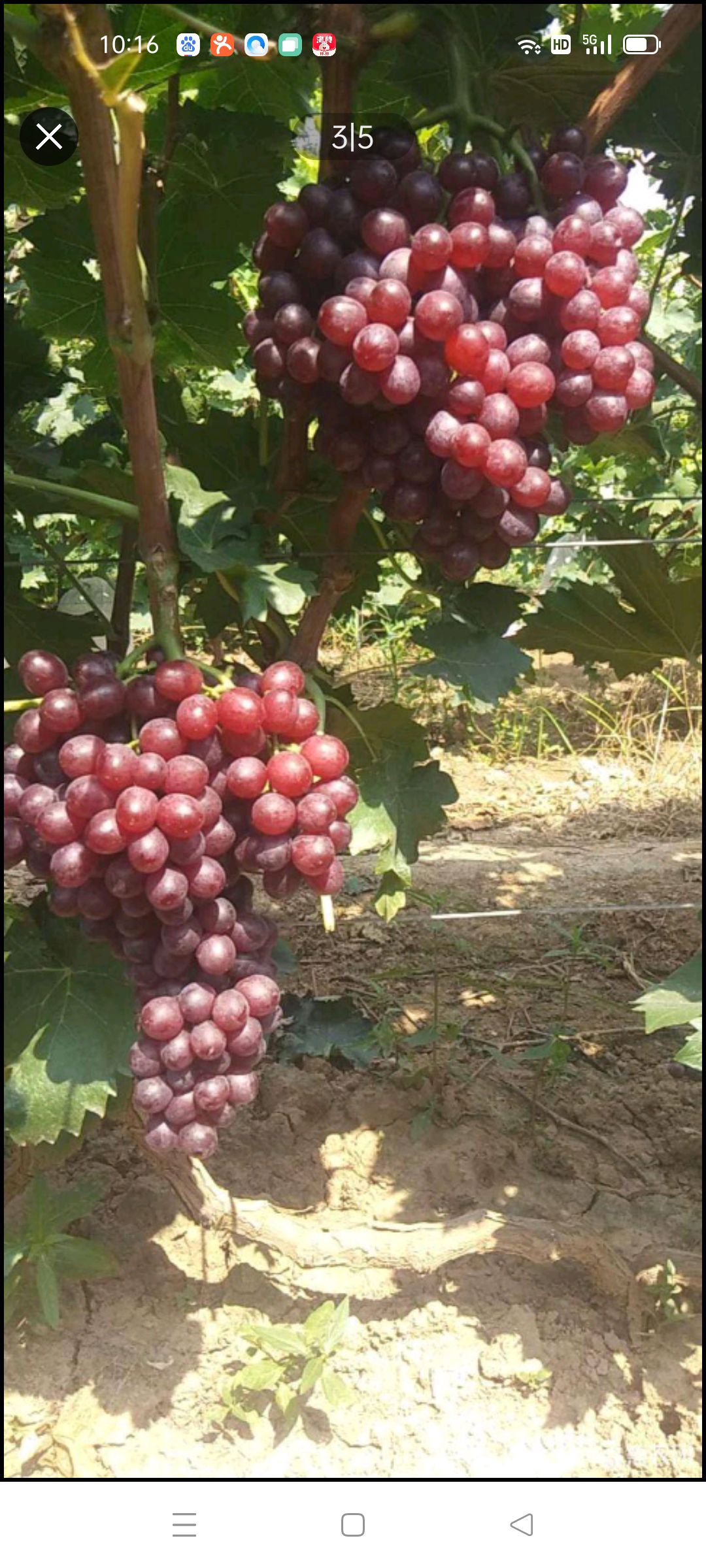  红宝石葡萄，口感，精品