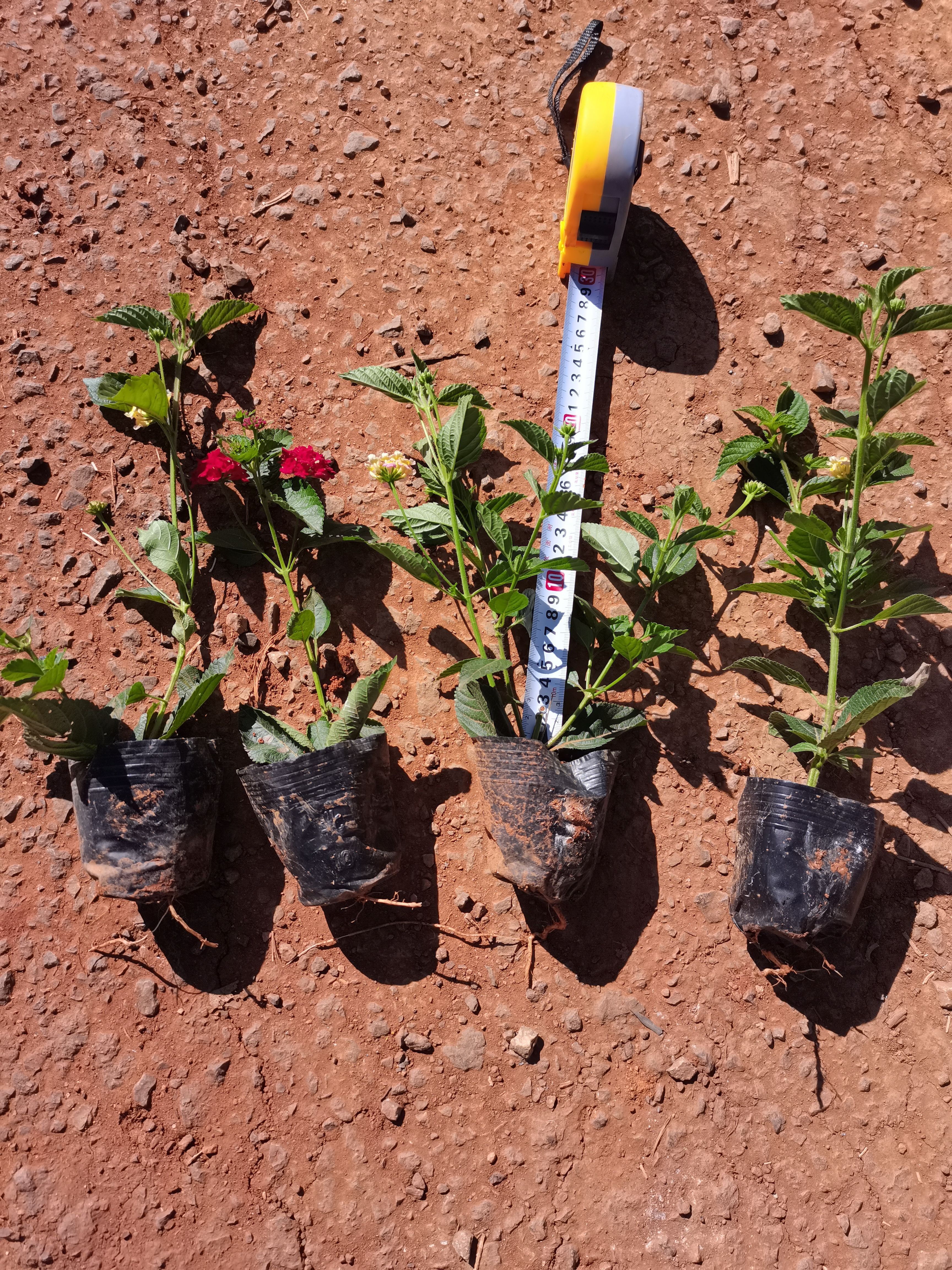 马缨丹盆栽  五色梅，马缨丹云南昆明种植园一手货源