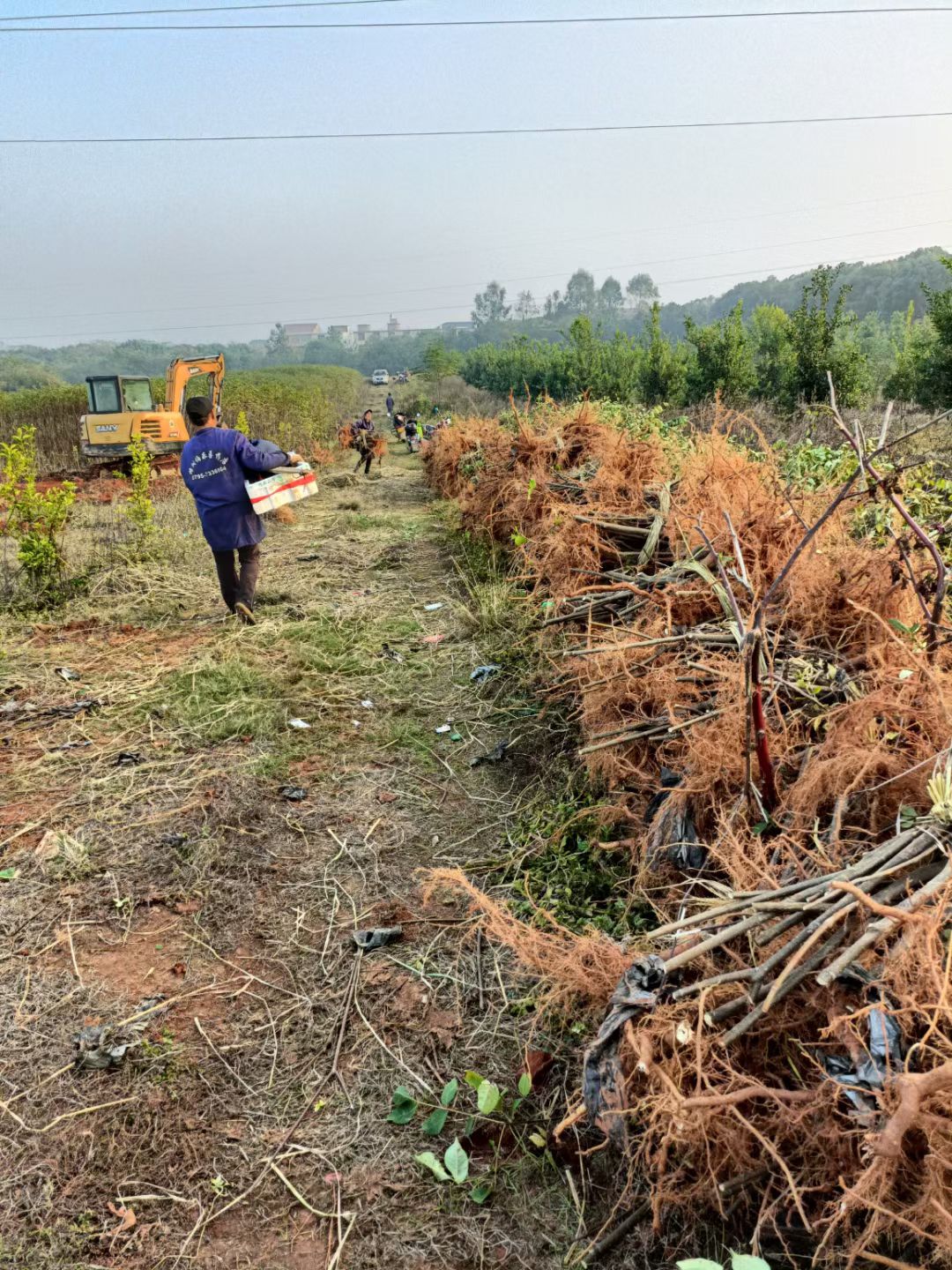 吴茱萸扦插苗，根系发达，苗杆粗壮。感谢老板信任！