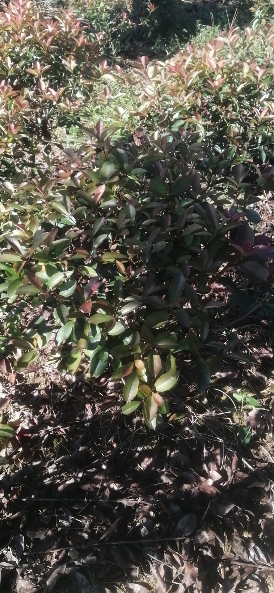 红叶石楠裸根苗，全国发货 ，红叶石楠杯苗，红叶石楠毛球