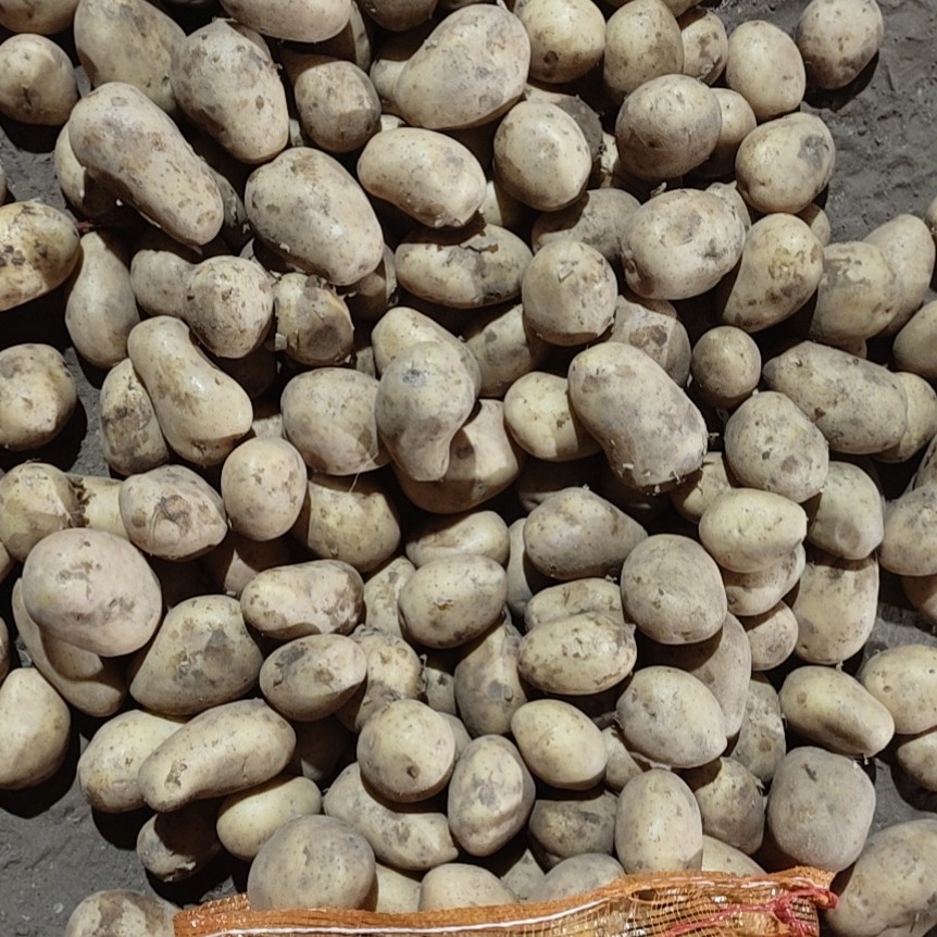 迷你土豆 精品小土豆手选货V7干净颜色亮1-3两